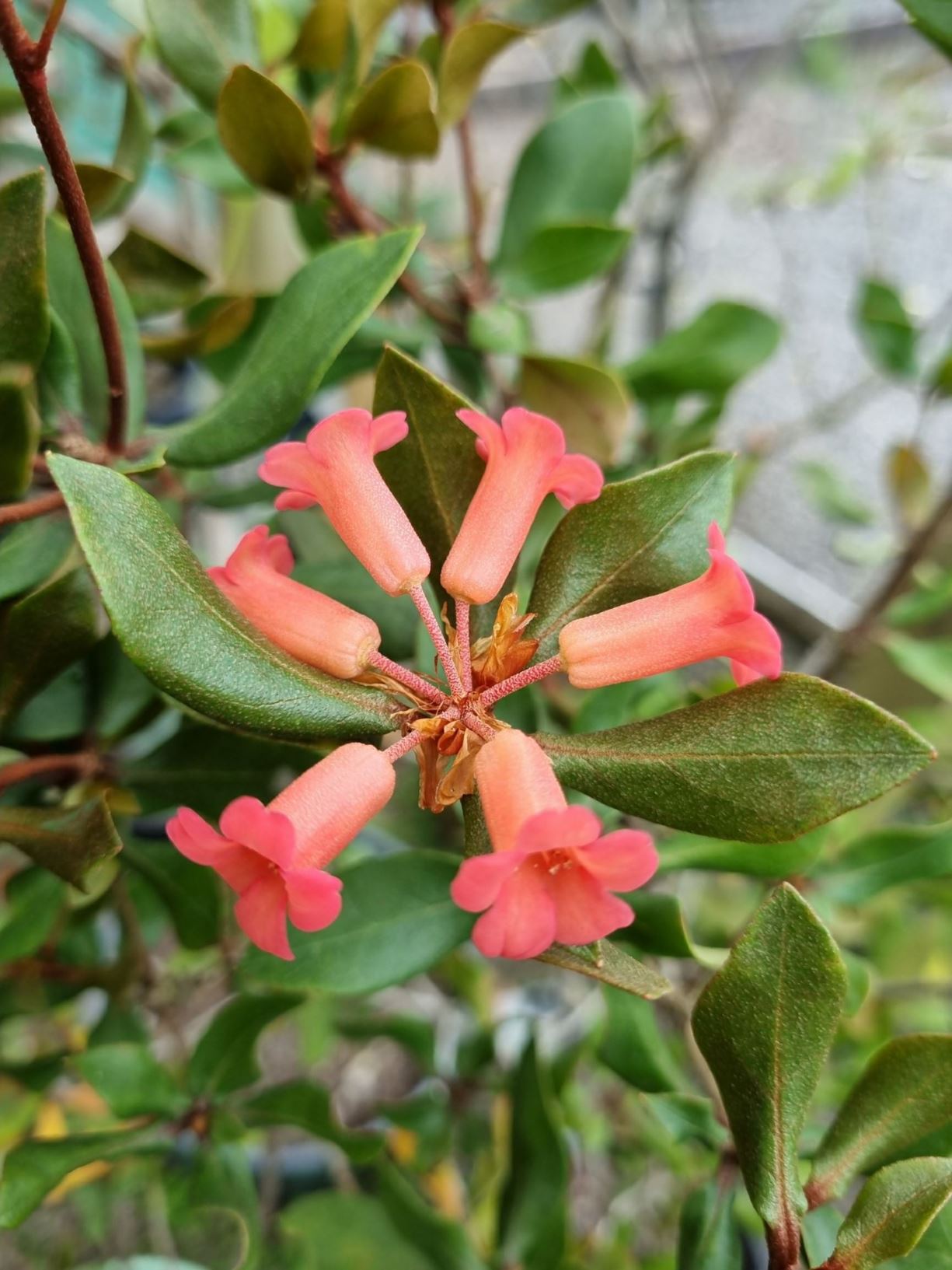 Rhododendron arenicola (Vireya)