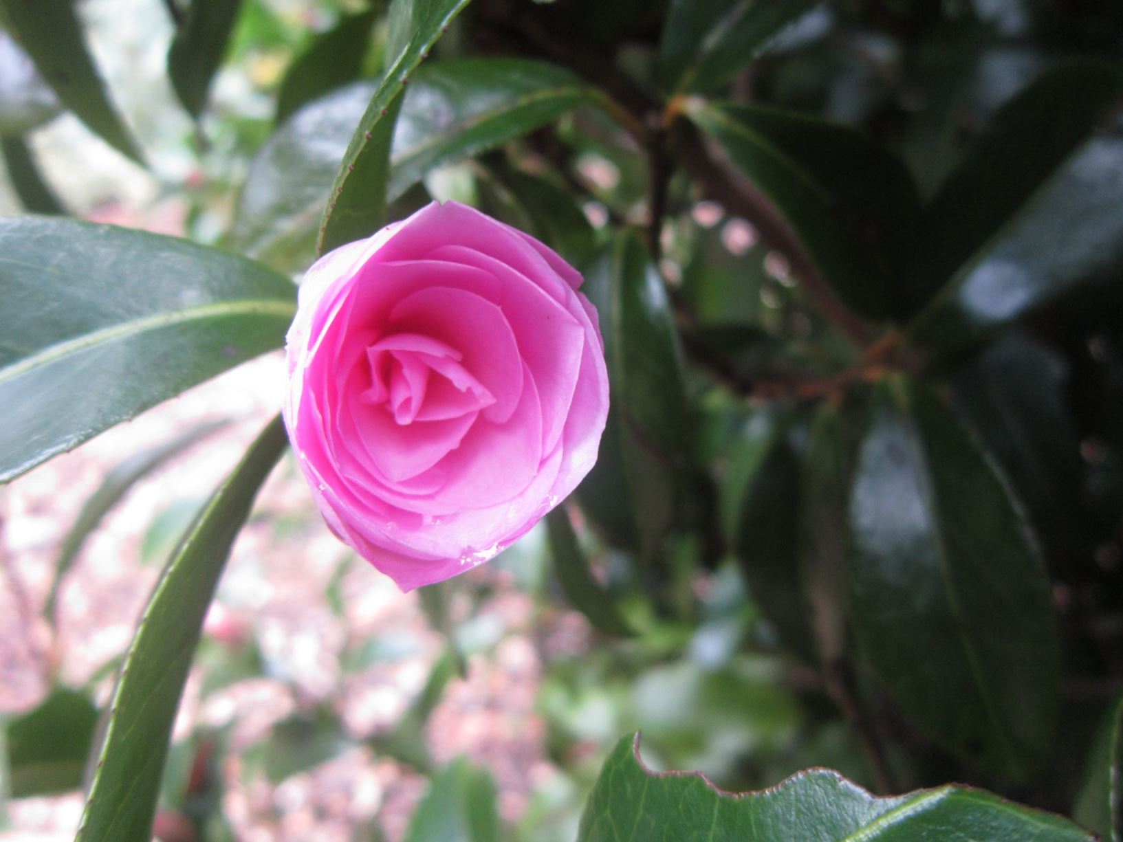 Camellia japonica 'Child of Grace'