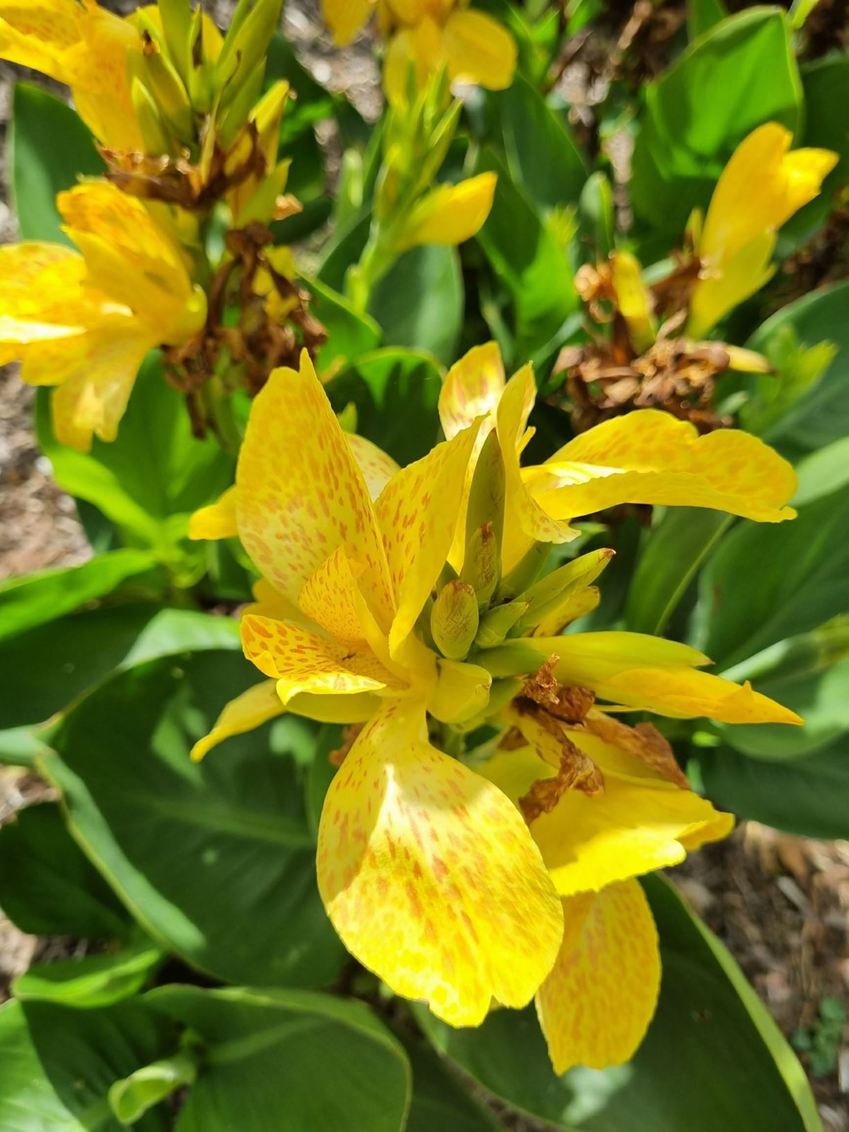 Canna sp. (small, pale yellow)