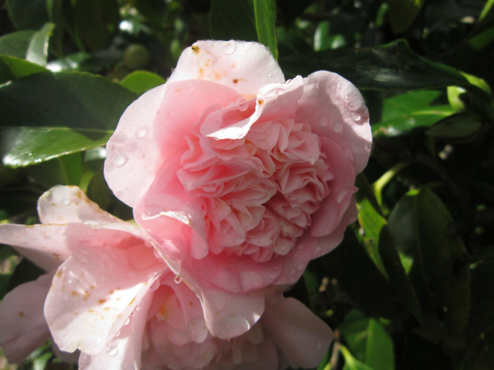 Camellia 'Mary Potter'