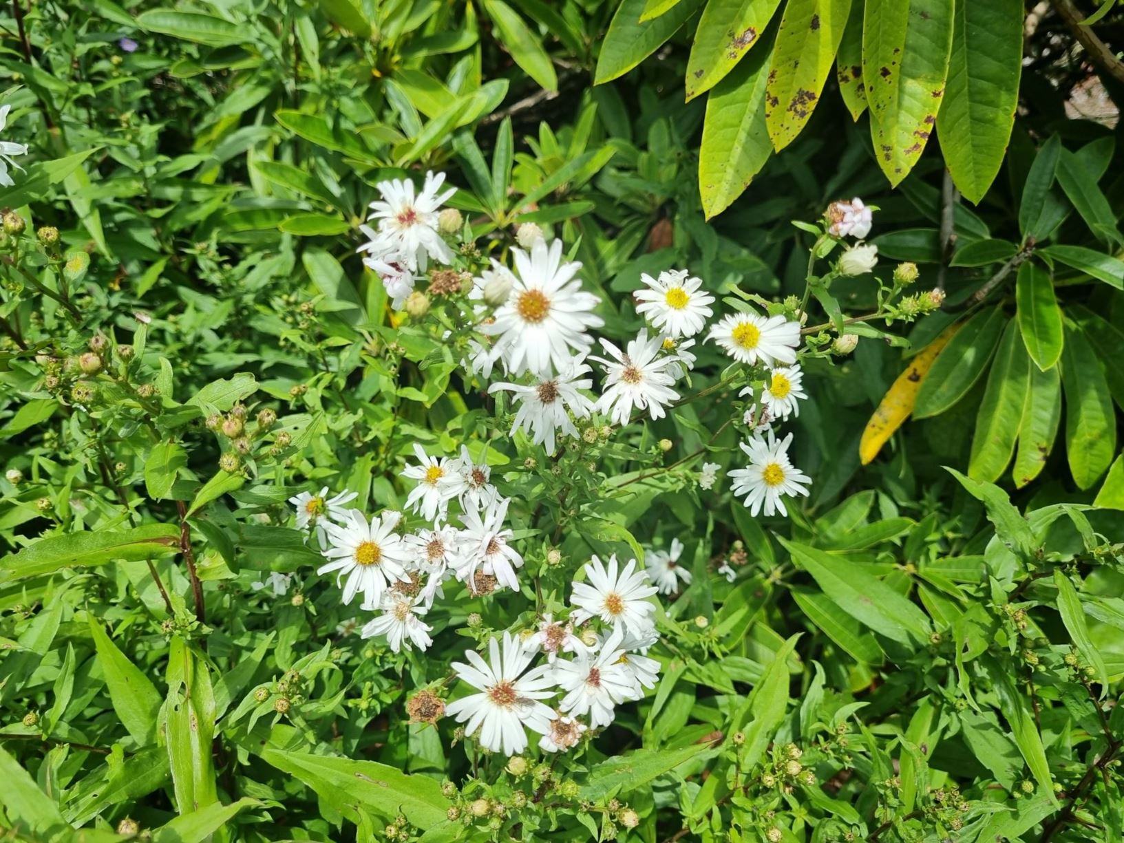 Symphyotrichum novi-belgii (Unknown cultivar)