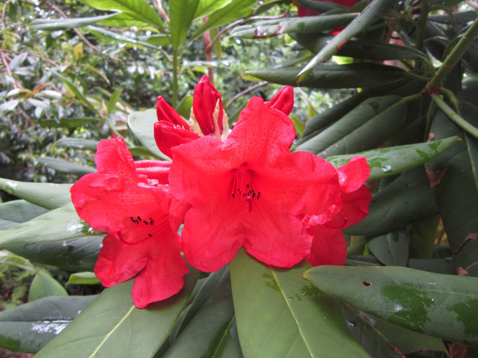 Rhododendron 'Rosenkavalier'