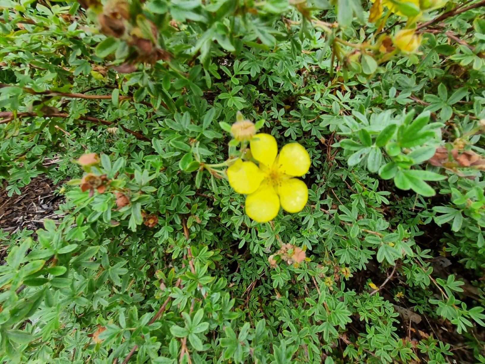 Potentilla fruticosa - shrubby cinquefoil, golden hardhack, widdy