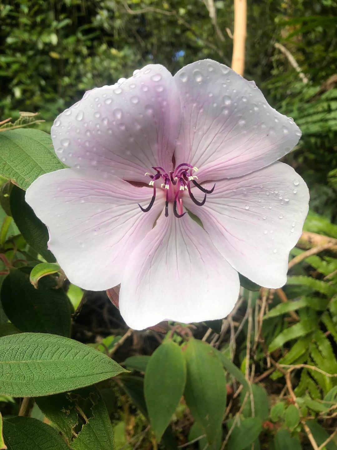 Pleroma urvilleanum (White form) - Princess flower