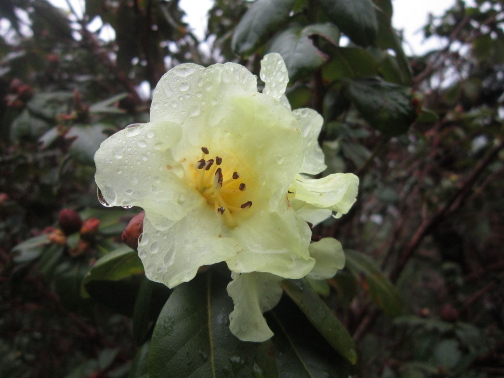 Rhododendron 'Chrysomanicum' × R. leucaspis