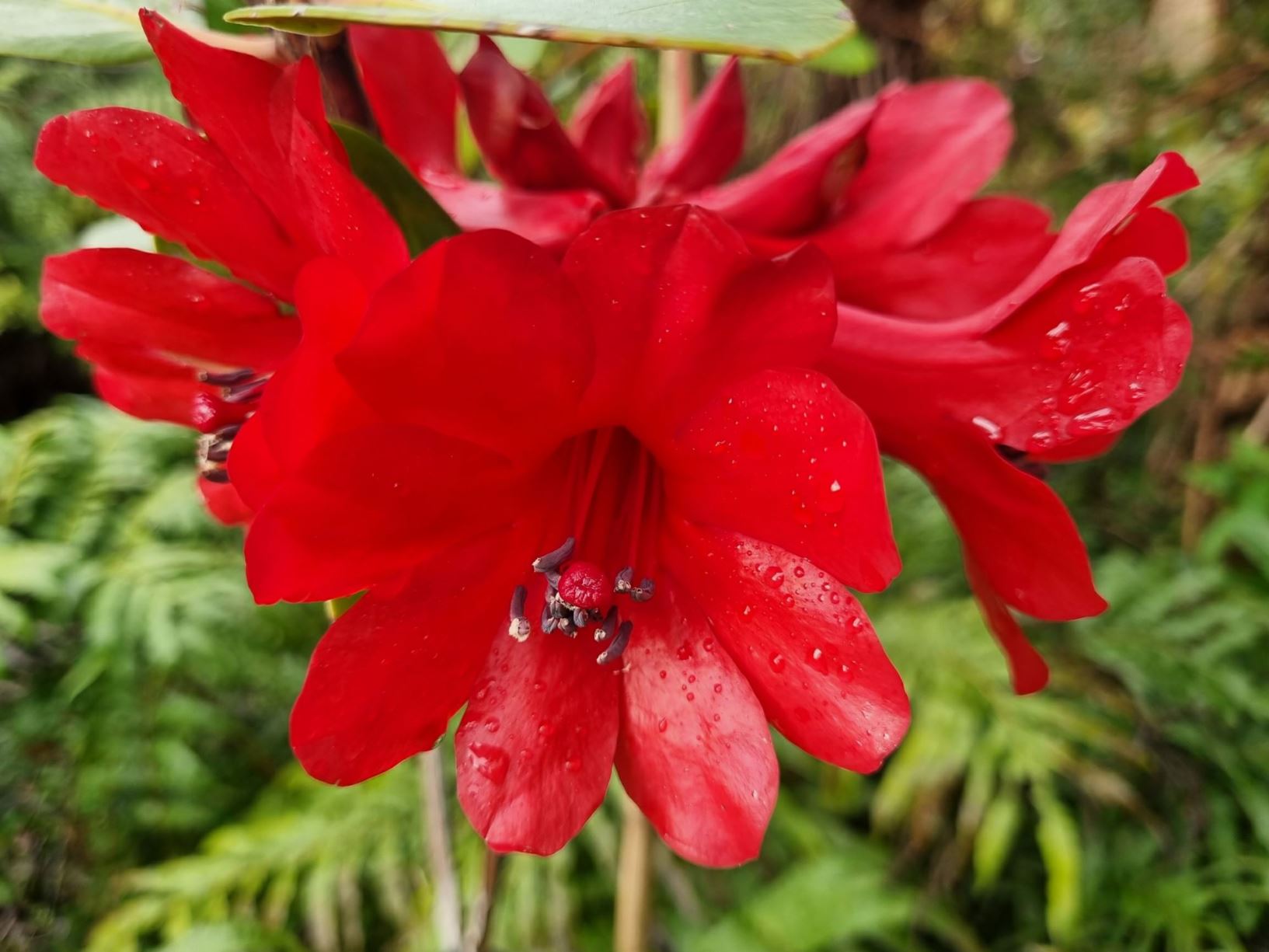 Rhododendron hellwigii (Vireya)