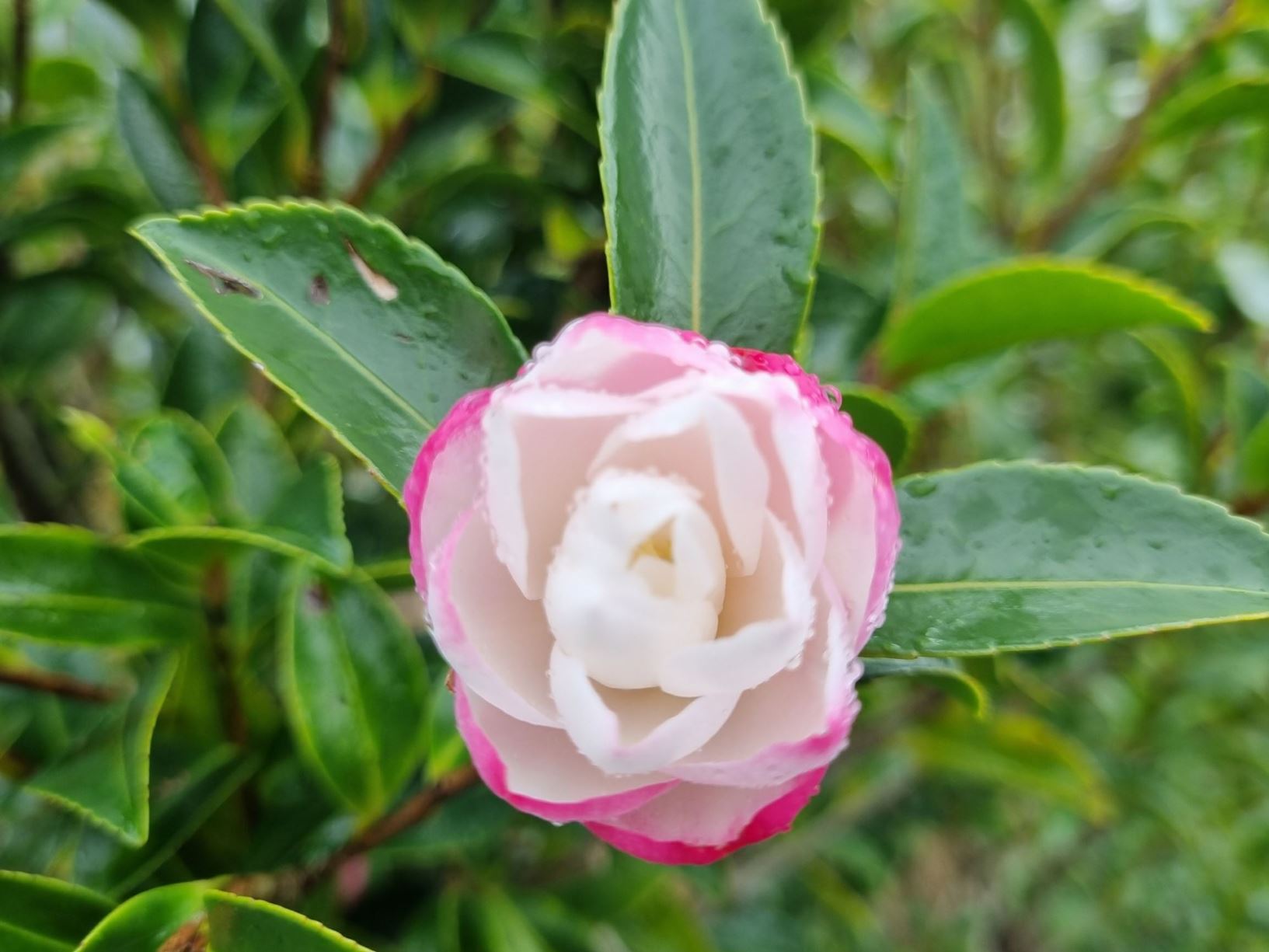 Camellia 'Paradise Blush'