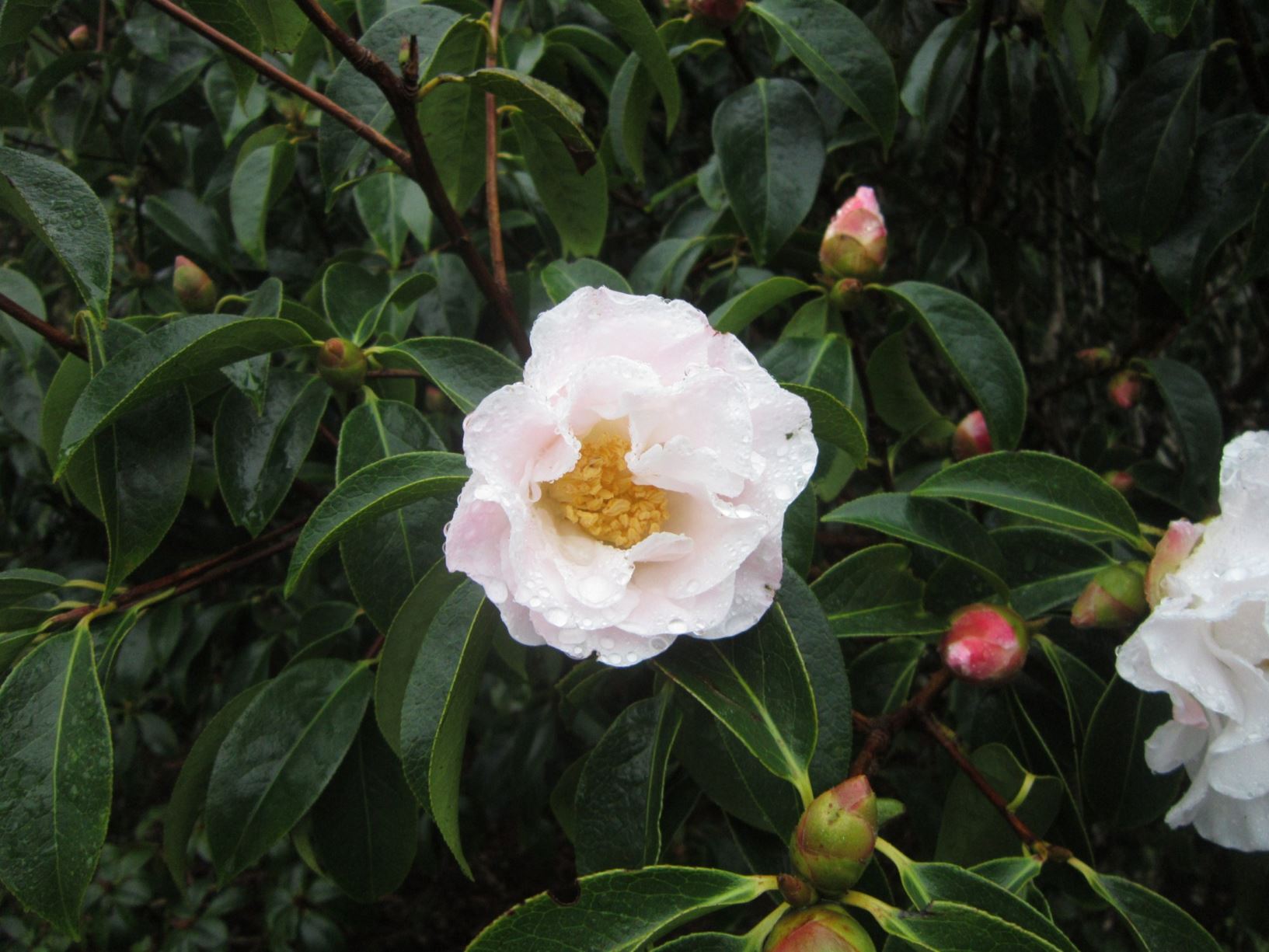 Camellia japonica × C. reticulata
