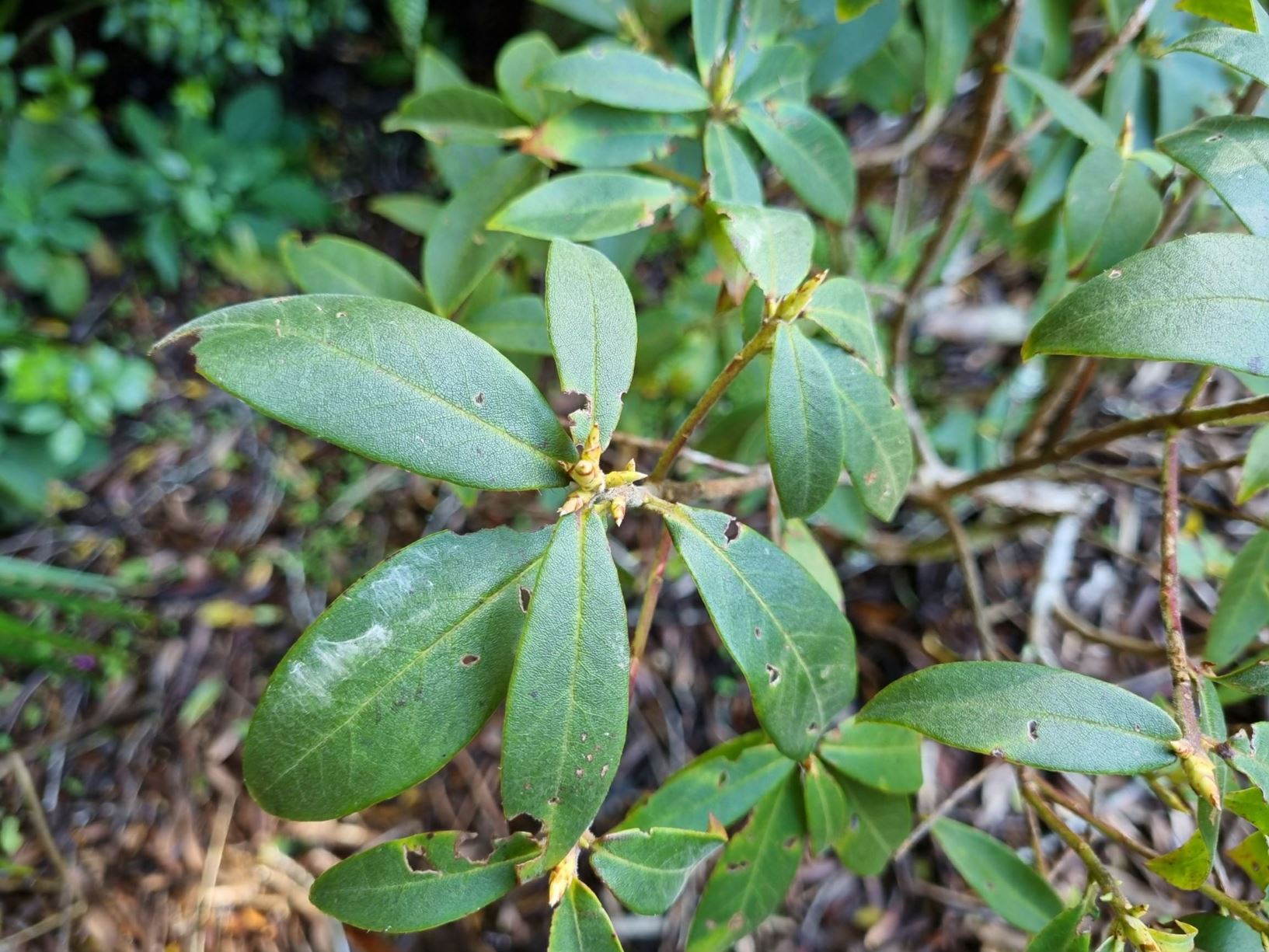 Rhododendron augustinii [Jury Form]
