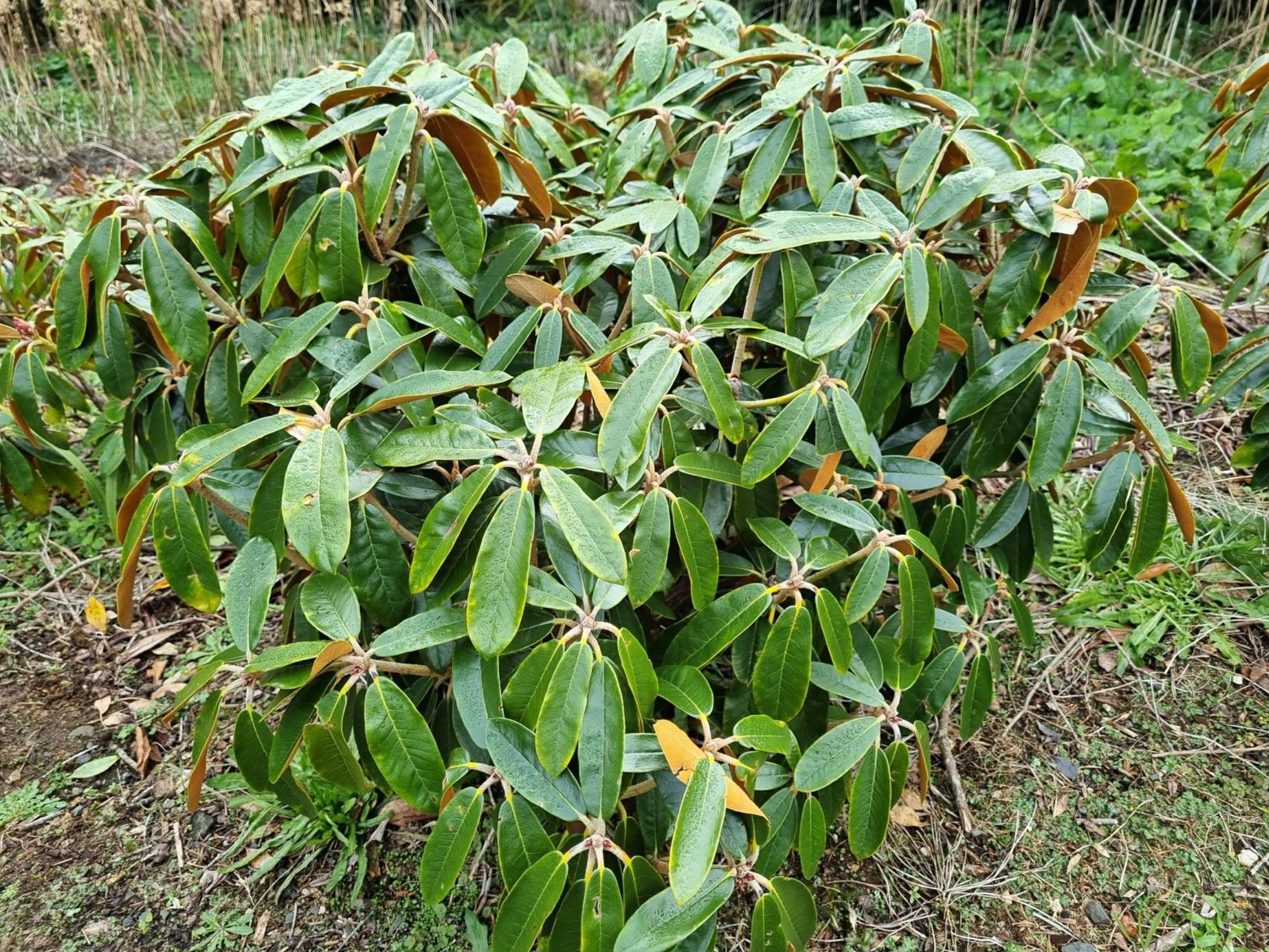 Rhododendron 'Cinnamon Bear'