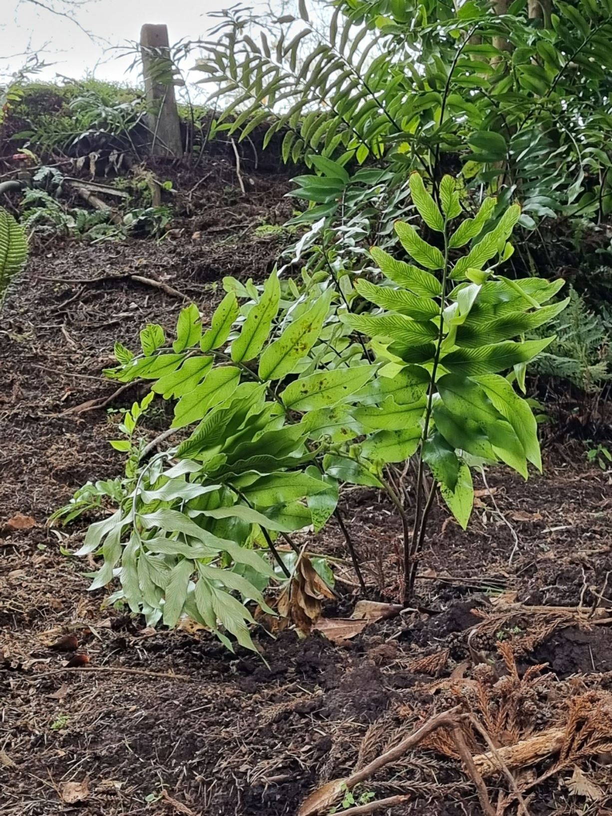 Asplenium oblongifolium - shining spleenwort, paretao, parenako, huruhuruwhenua