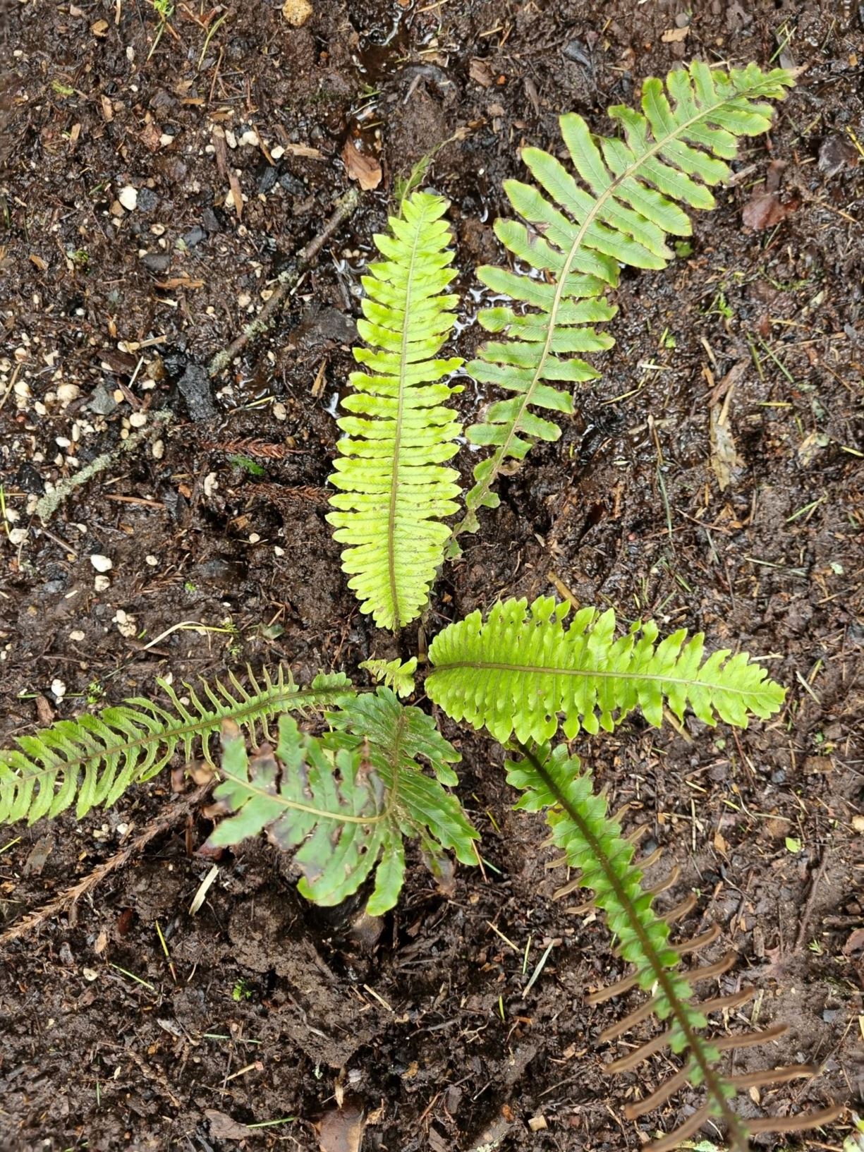 Blechnum discolor - crown fern, turukio, petipeti, piupiu, taniwhaniwha