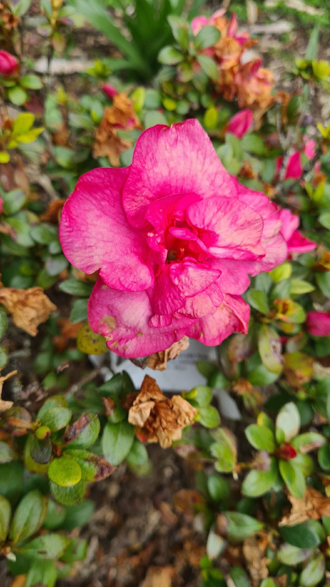 Rhododendron 'Charlie' (Azalea)