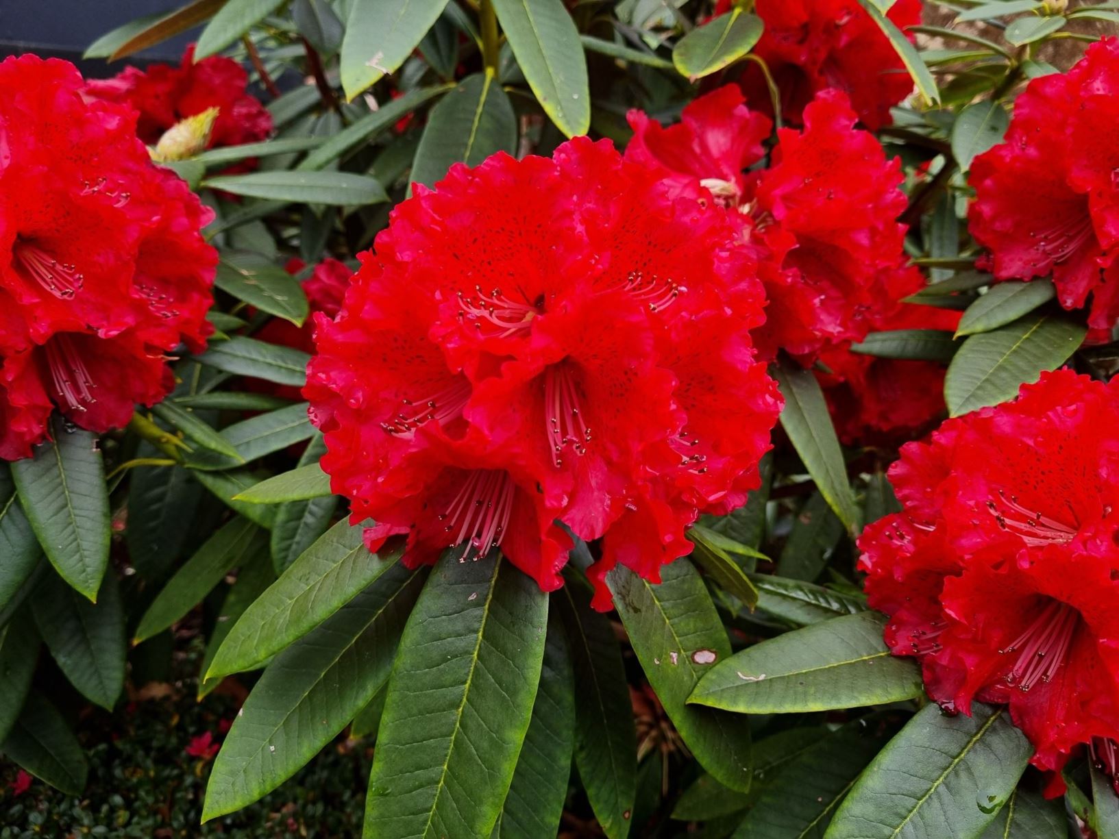 Rhododendron 'Heat Wave'