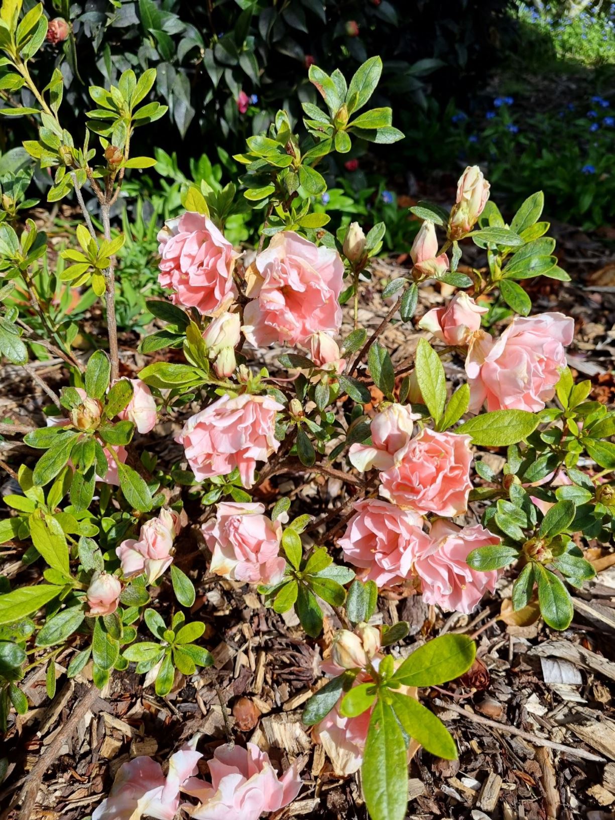 Rhododendron 'Comtesse de Kerchove' (Azalea)