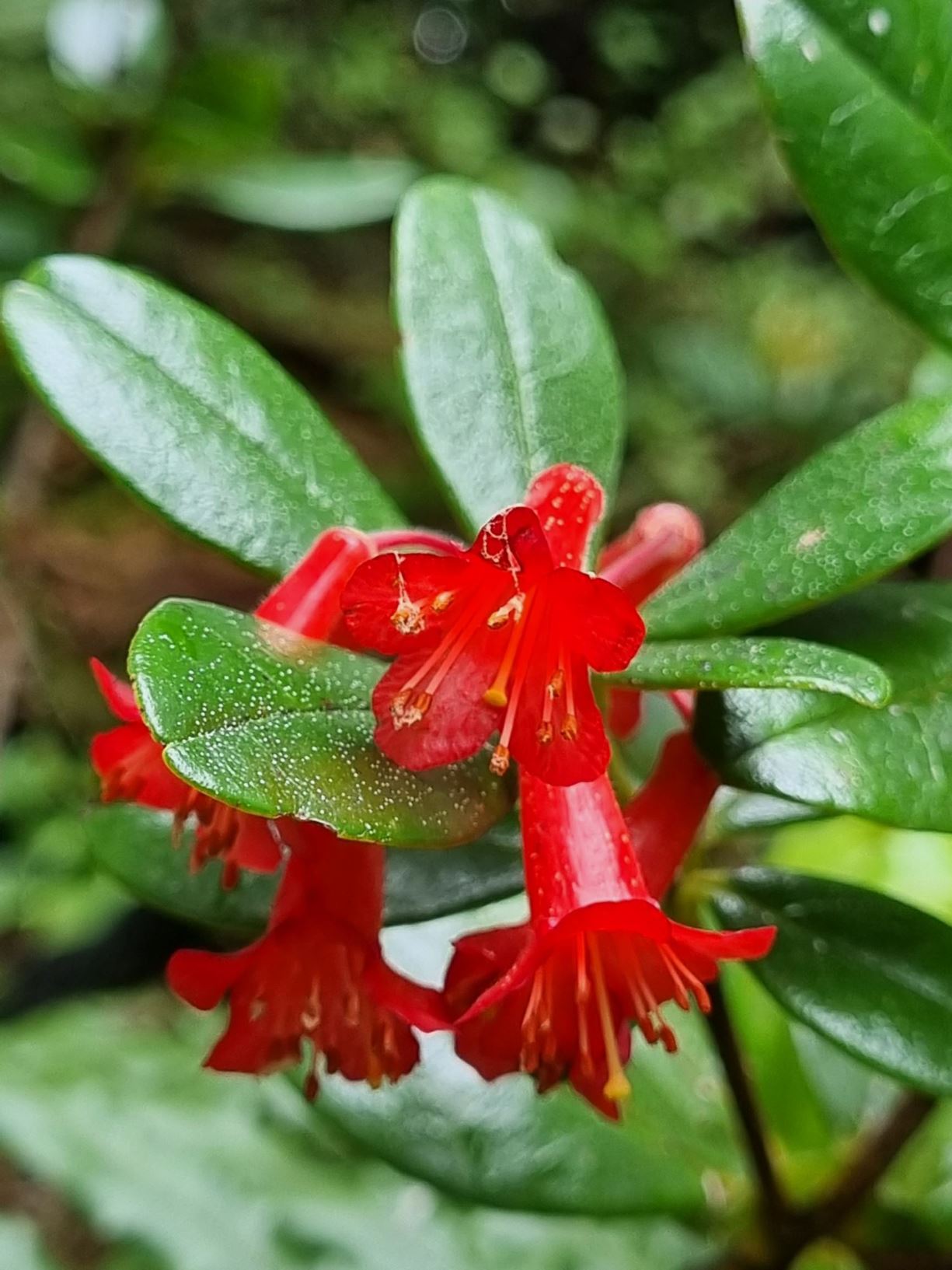 Rhododendron retusum (Vireya)