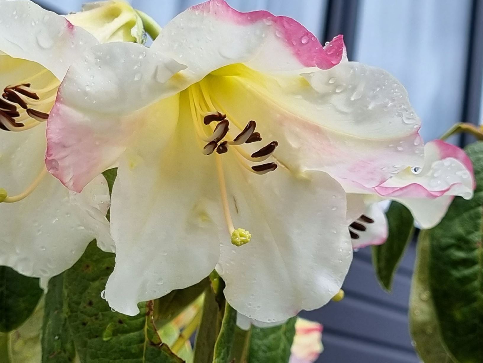 Rhododendron 'Prue White'