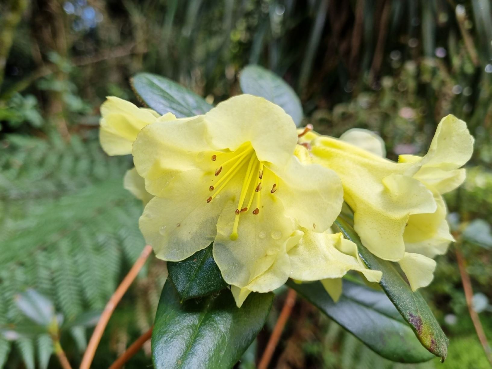 Rhododendron burmanicum [Brodick Form]