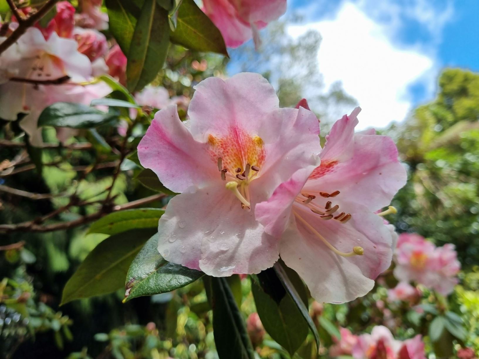 Rhododendron pachypodum ×