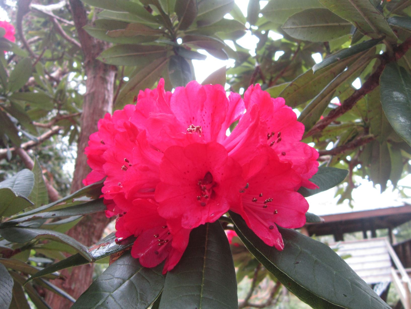 Rhododendron arboreum subsp. delavayi