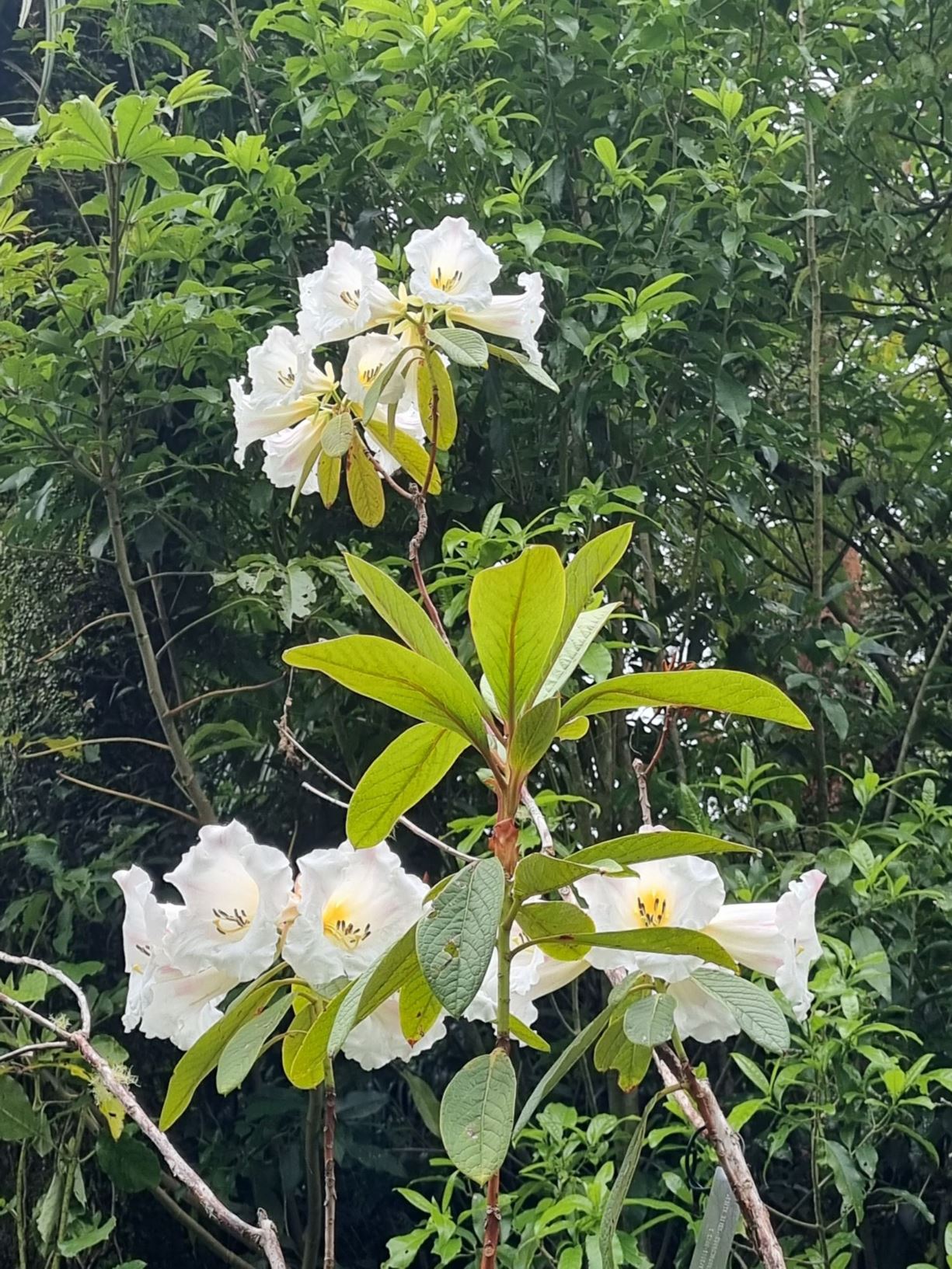 Rhododendron nuttallii × R. lindleyi [Ludlow & Sheriff form]
