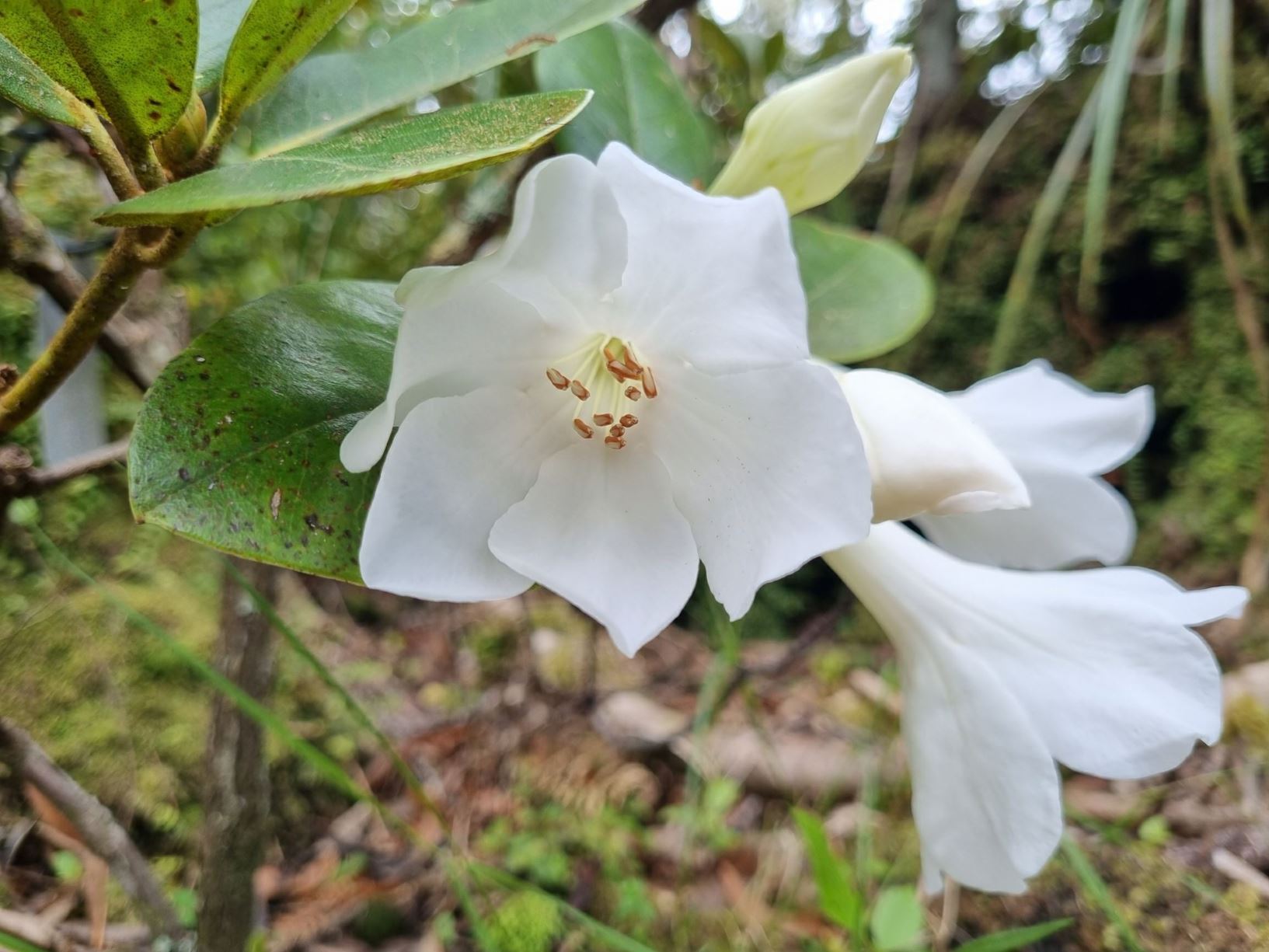 Rhododendron 'Kerry Gold' (Vireya) × R. konori (Vireya)