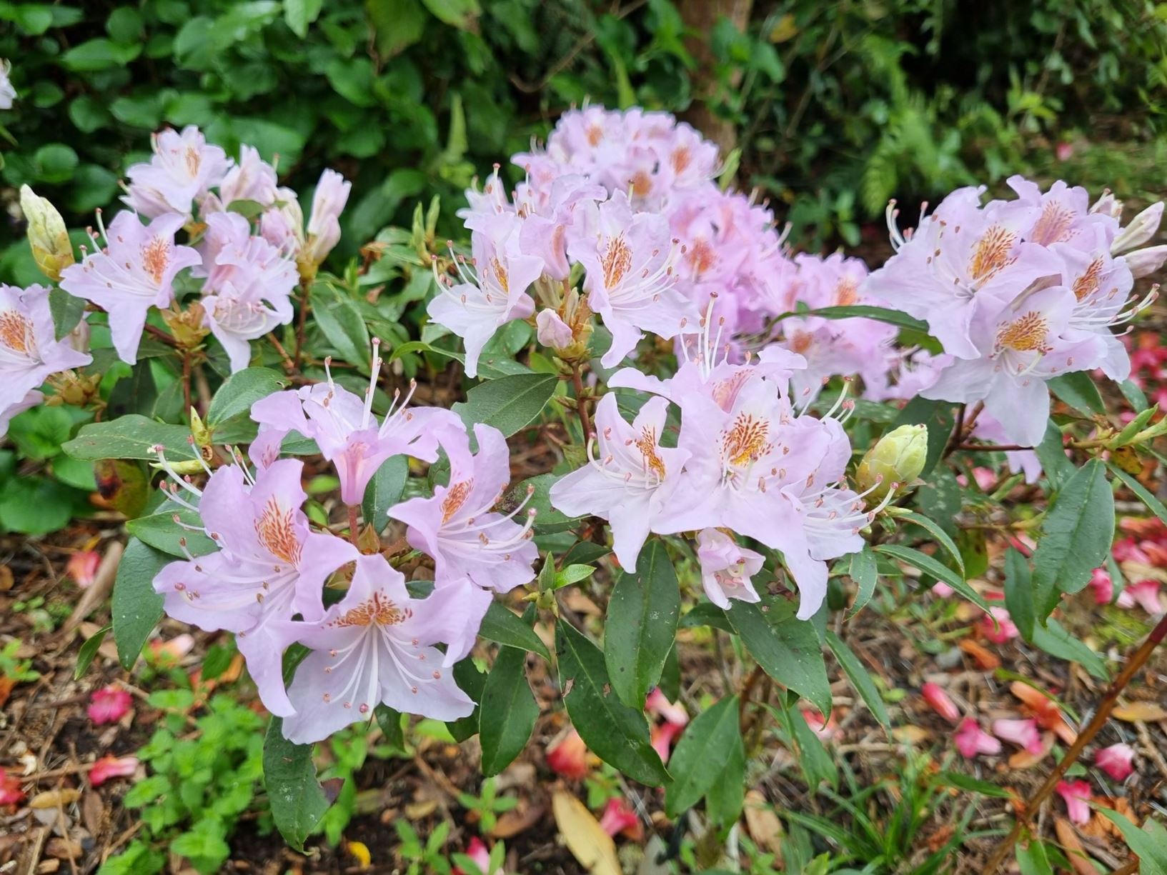 Rhododendron pleistanthum (Creech Form)
