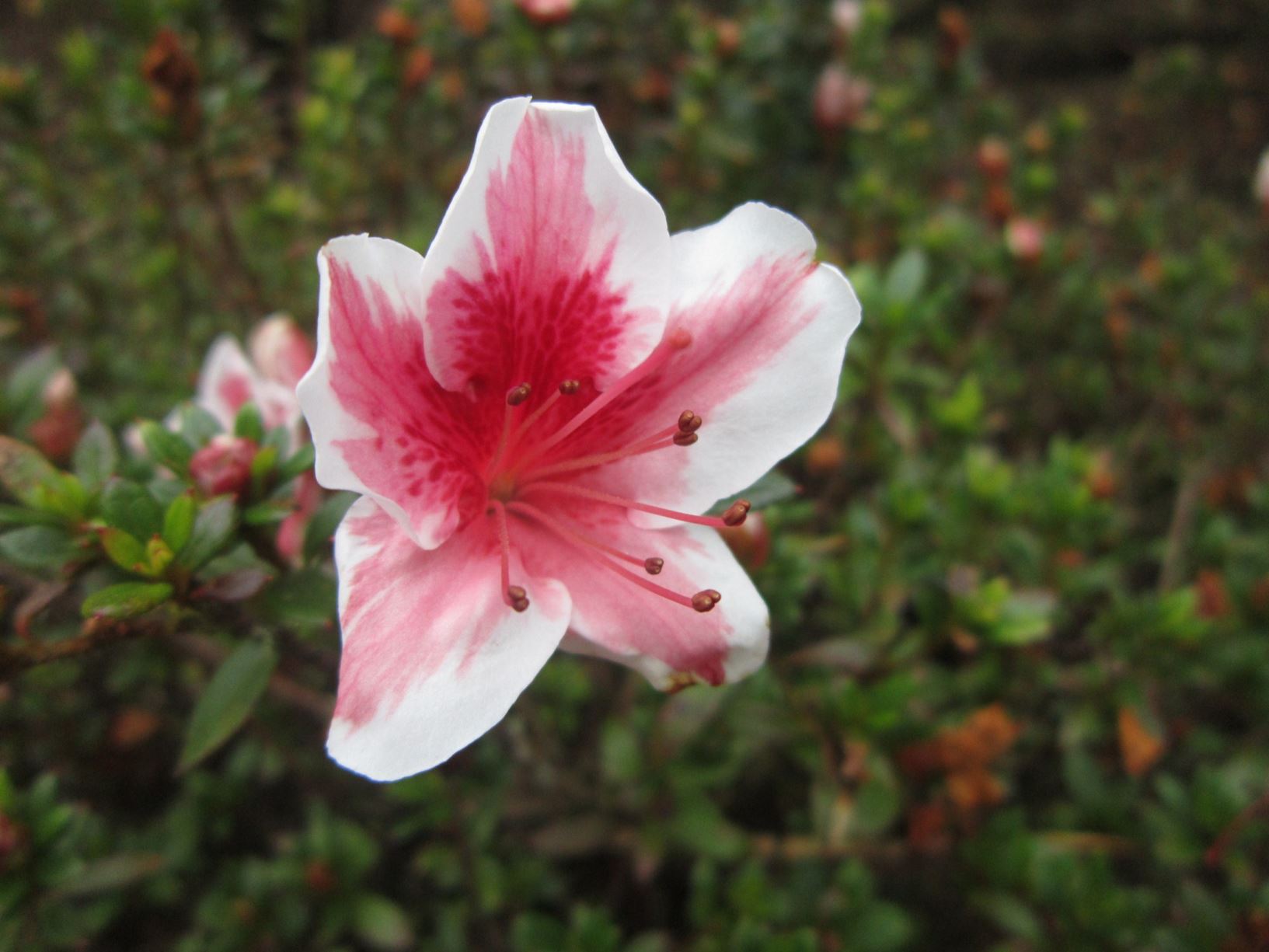 Rhododendron 'Mevrouw Gerard Kint' (Azalea)