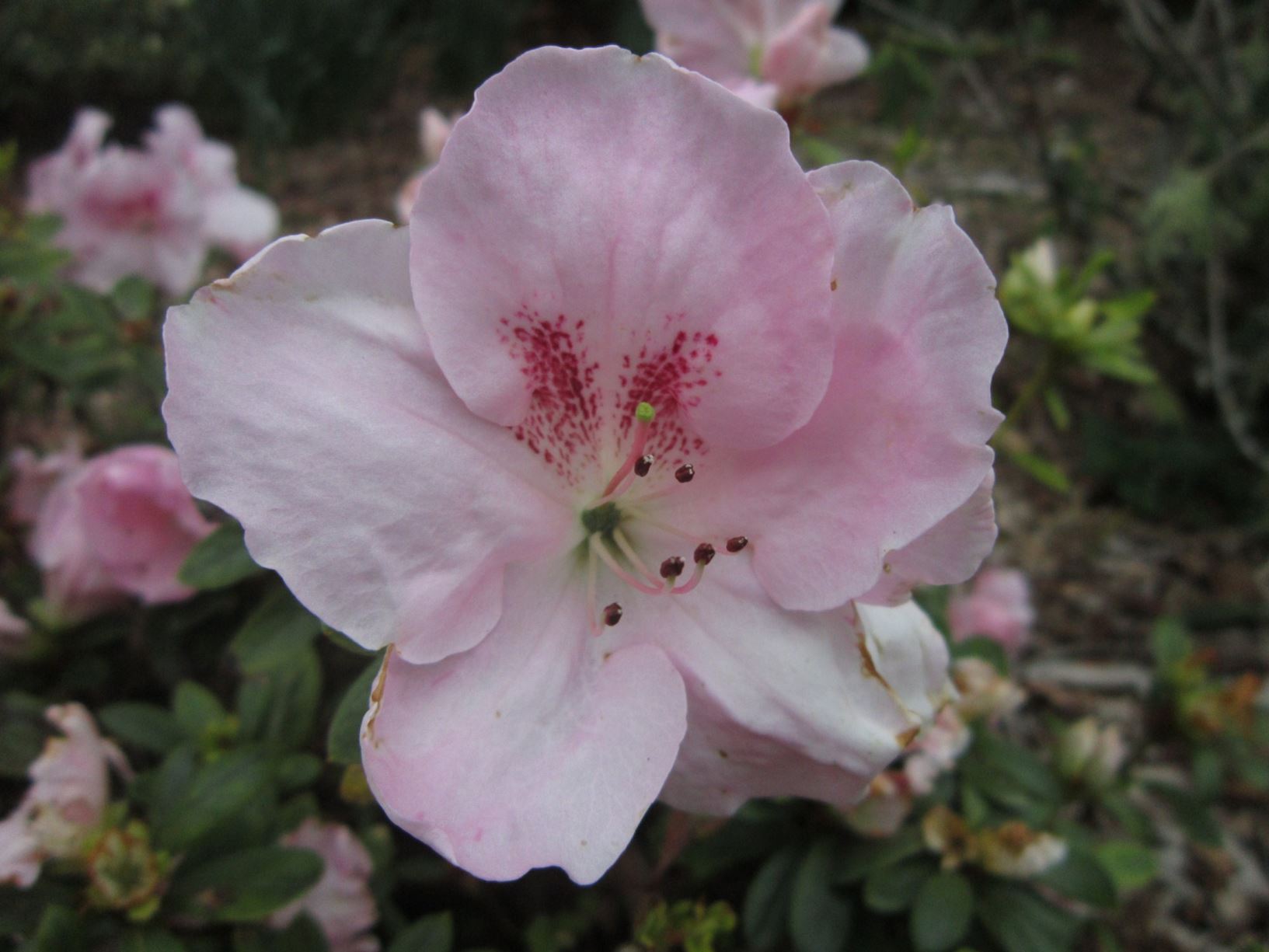 Rhododendron 'Pink Dream' (Azalea)