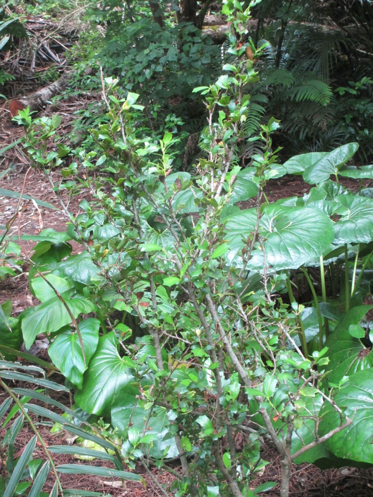 Griselinia jodinifolia