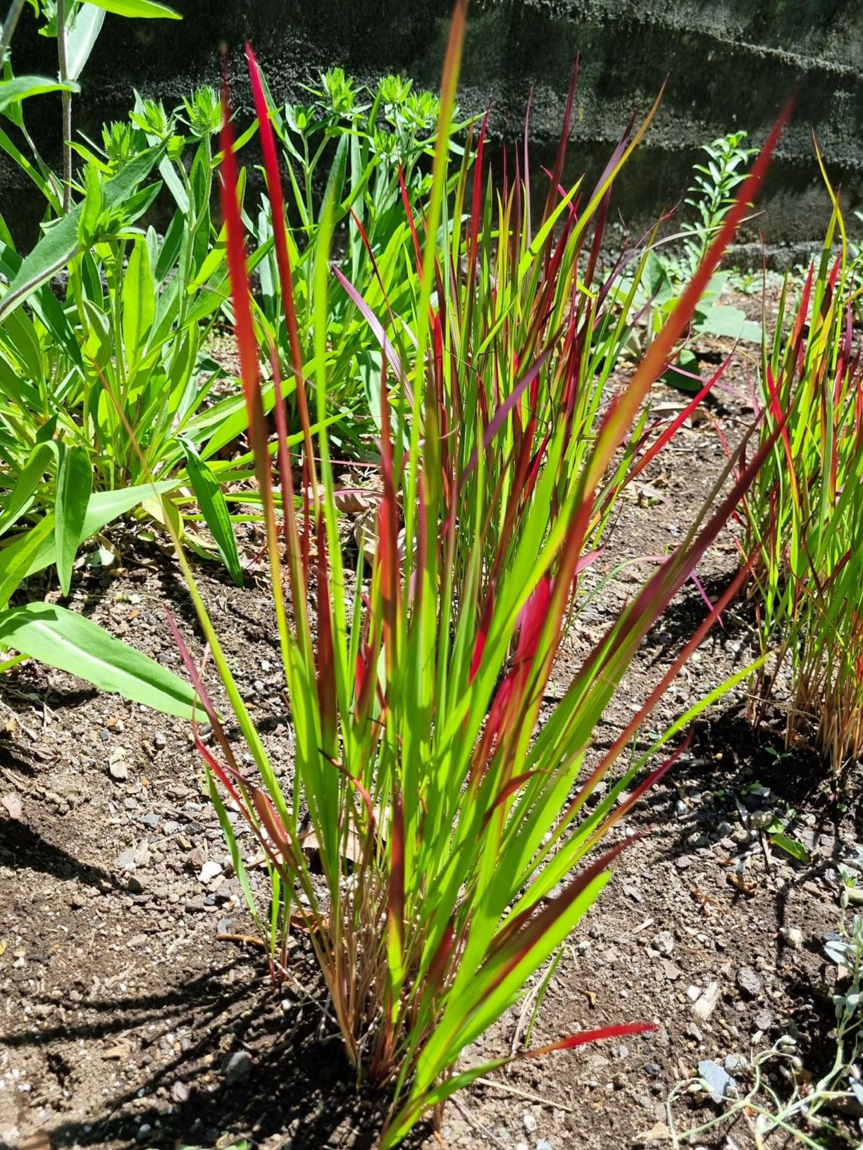 Imperata cylindrica 'Red Baron' - Japanese Blood Grass