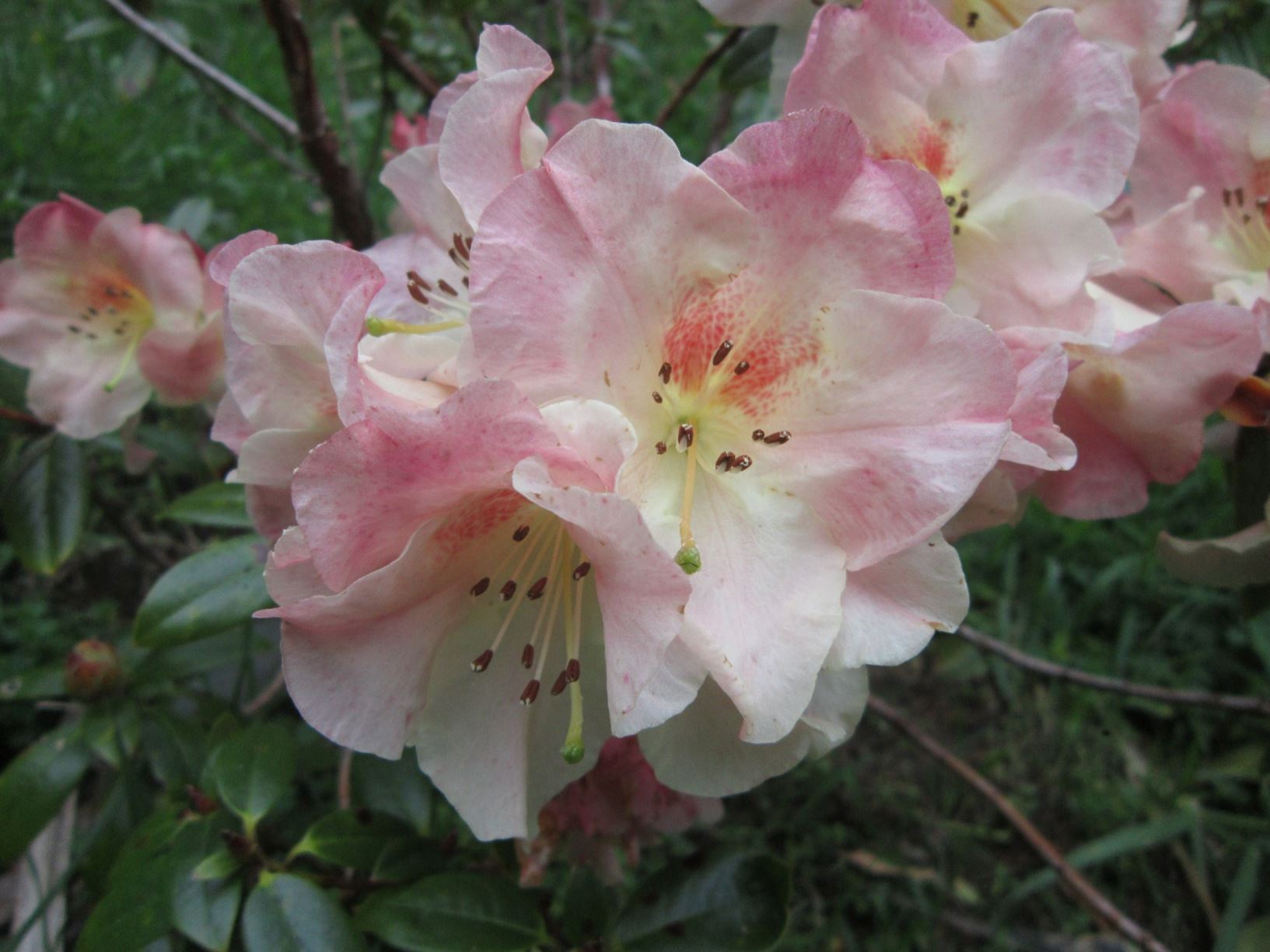 Rhododendron 'Denise'