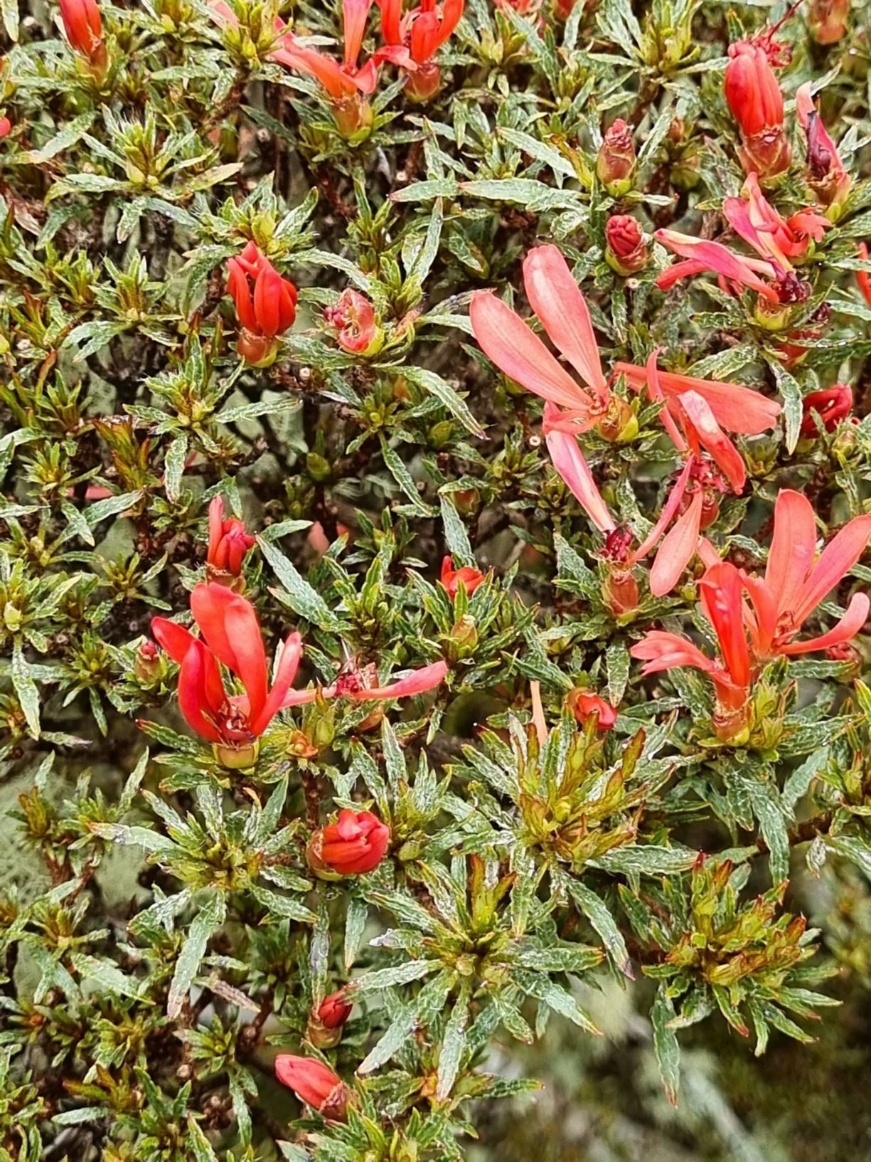 Rhododendron 'Otakumi' (Azalea)