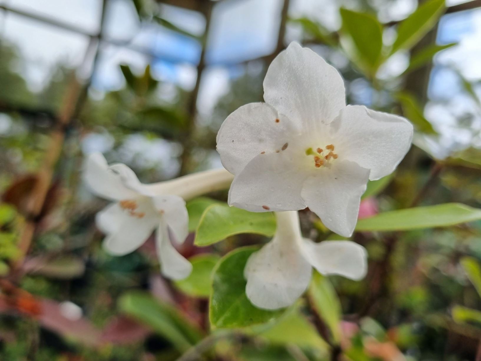 Rhododendron luraluense (Vireya)