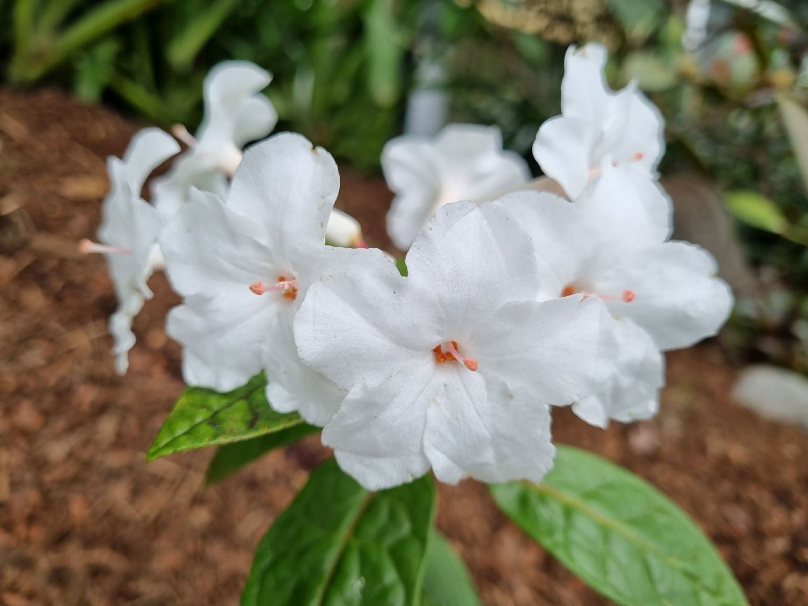 Rhododendron alborugosum (Vireya)