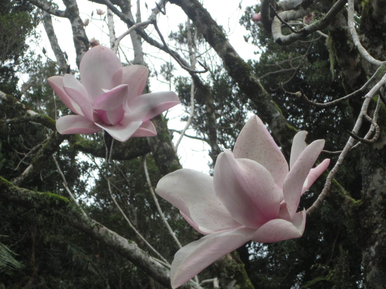 Magnolia campbellii 'Rob Bayly'