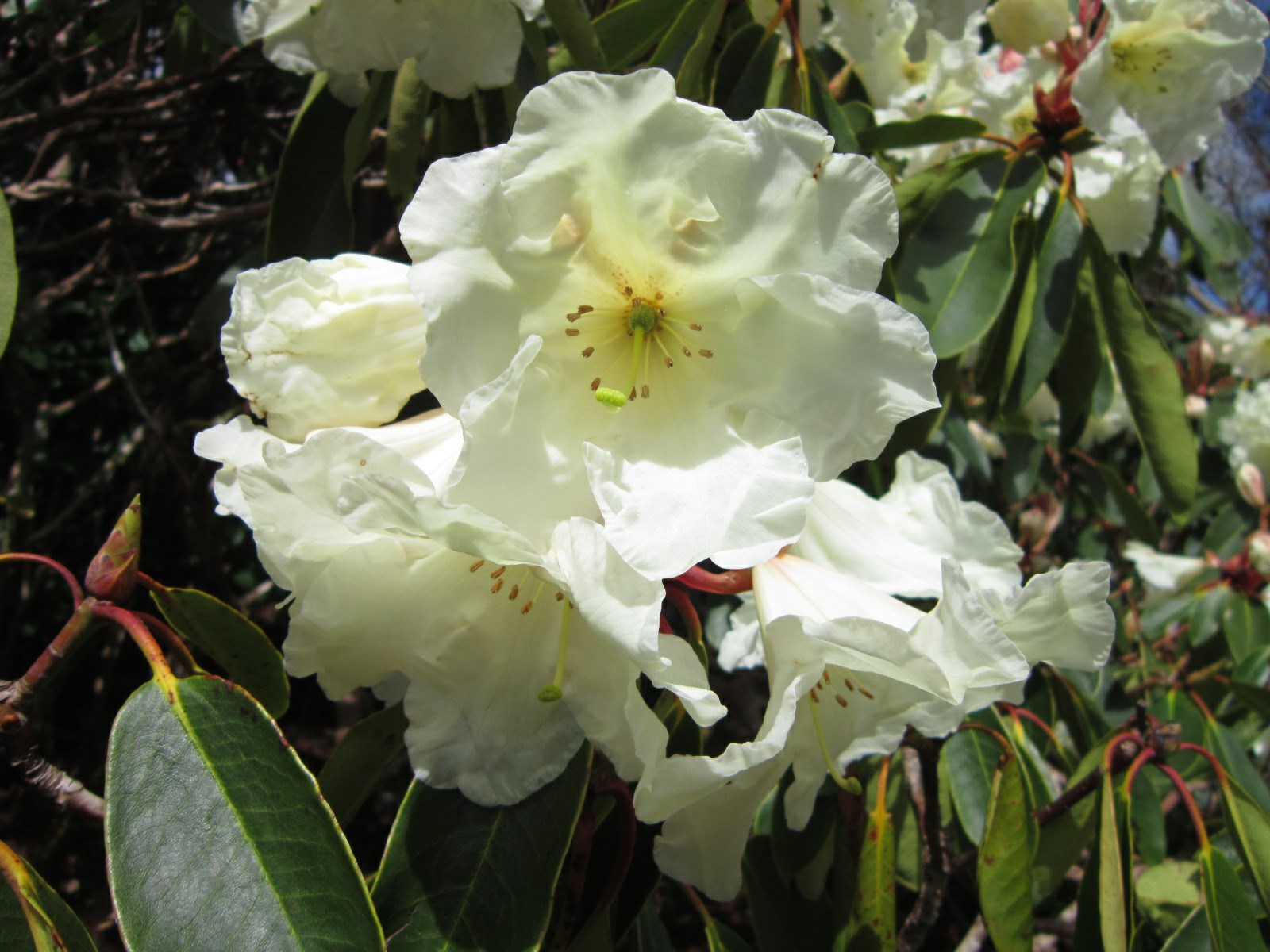 Rhododendron 'Tacoma'
