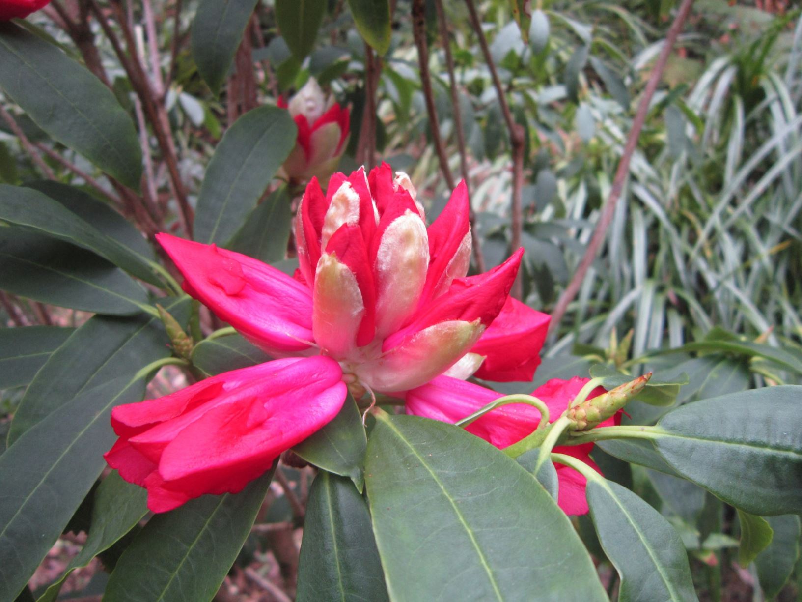 Rhododendron irroratum subsp. pogonostylum