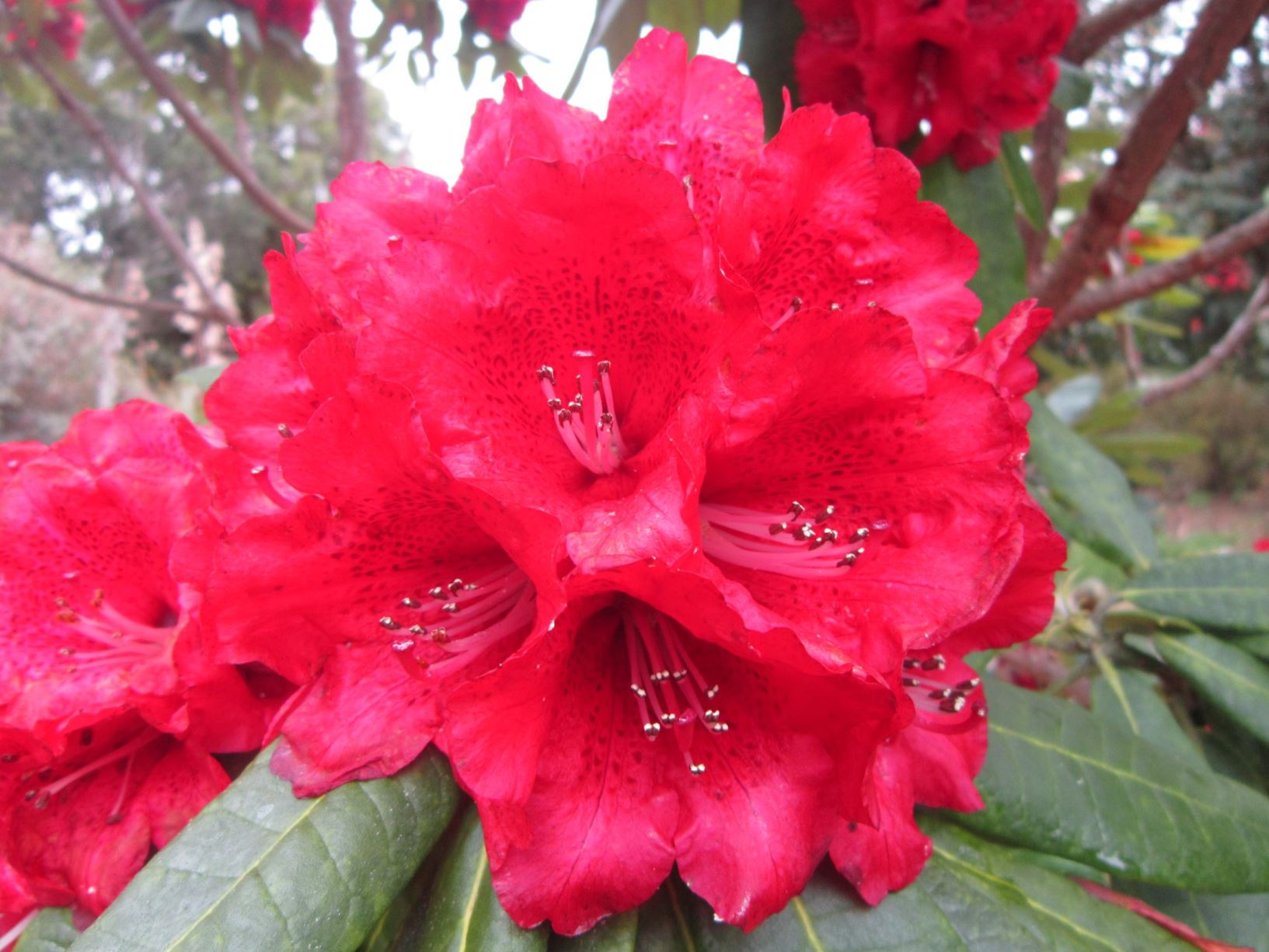 Rhododendron 'Sir Russell Matthews'