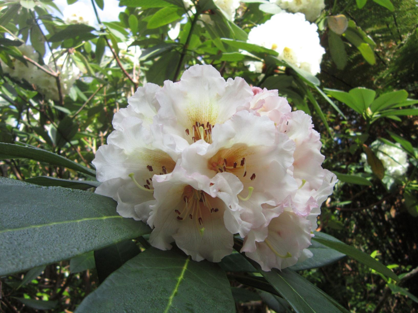 Rhododendron 'Les Boisen'