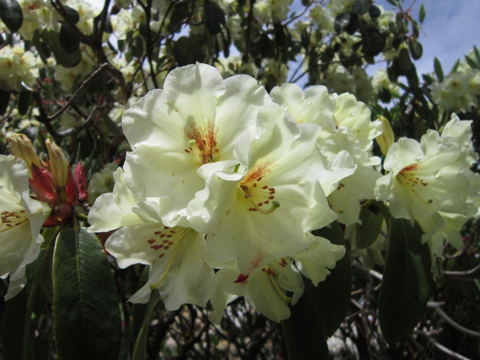 Rhododendron 'Ilam Canary'