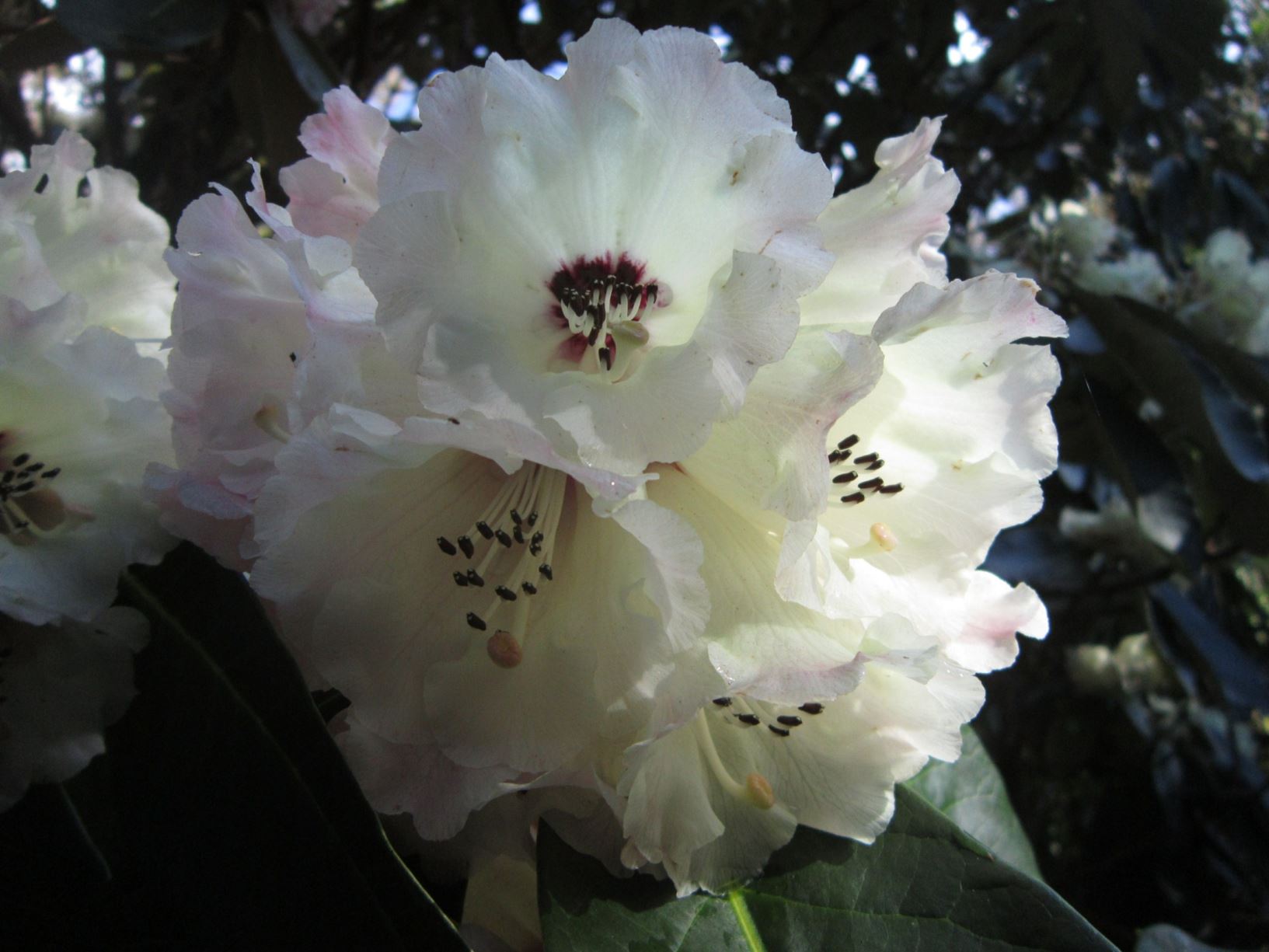 Rhododendron magnificum ×