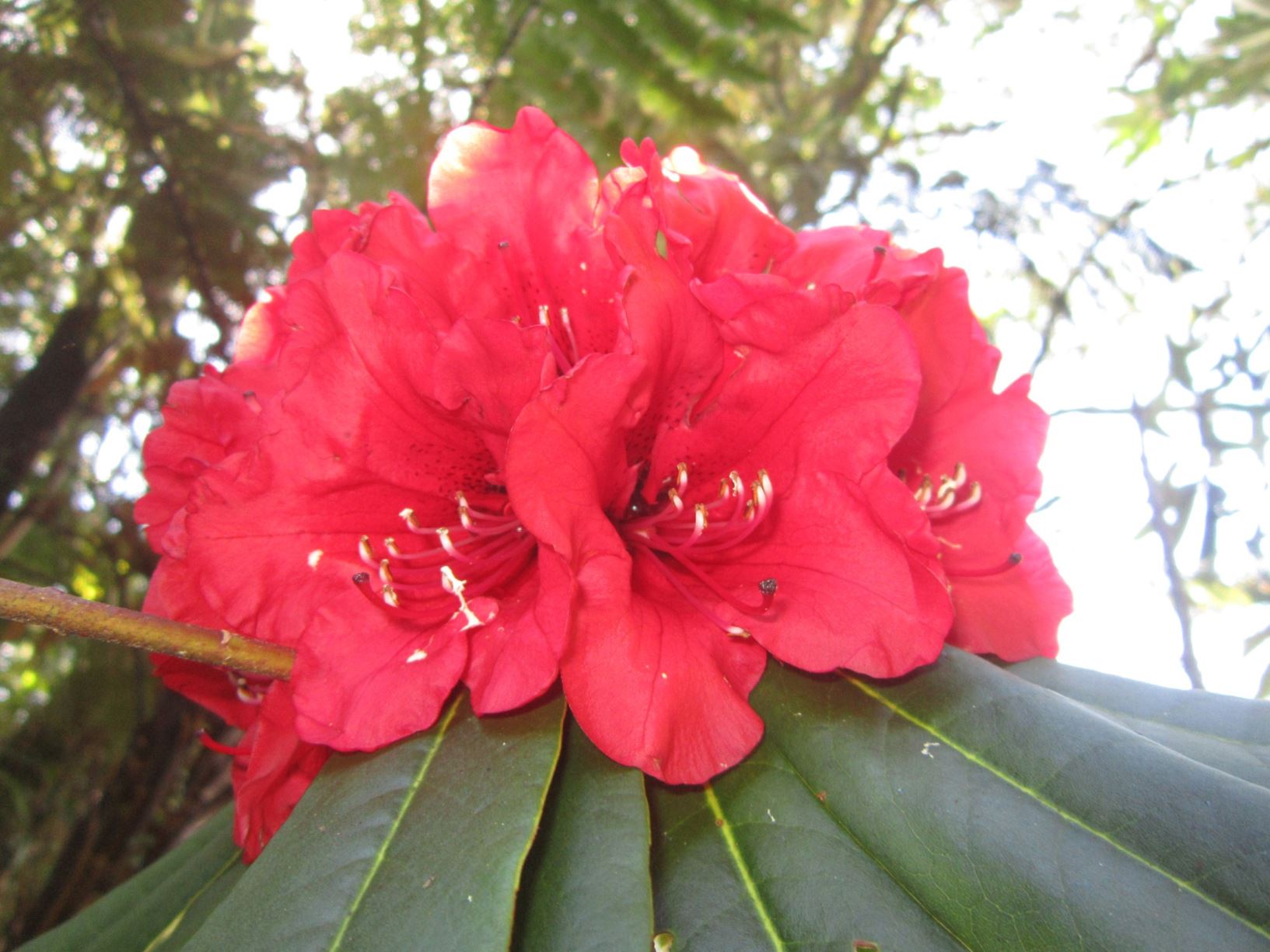 Rhododendron arboreum subsp. delavayi × R. 'Kilimanjaro'