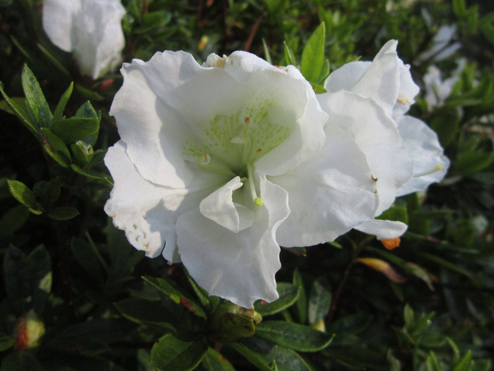Rhododendron 'Alaska' (Azalea)