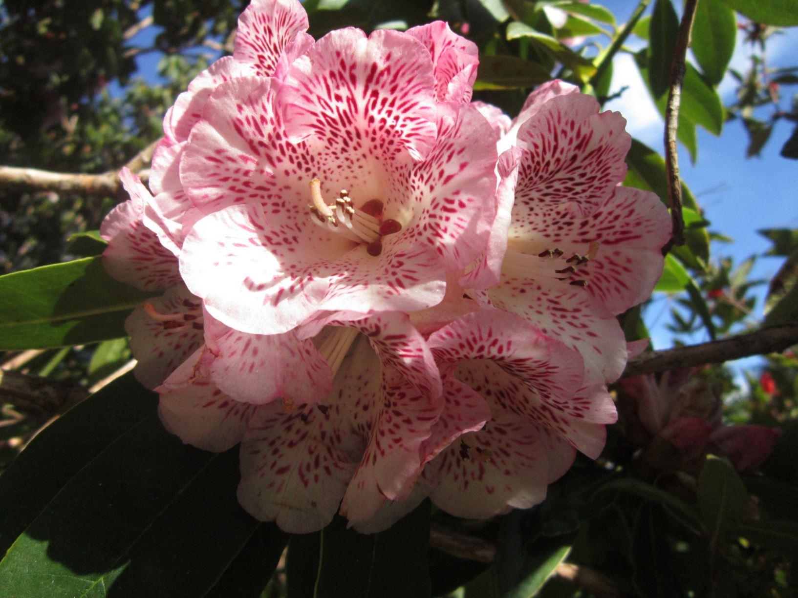 Rhododendron irroratum 'Polka Dot' [A.M.]