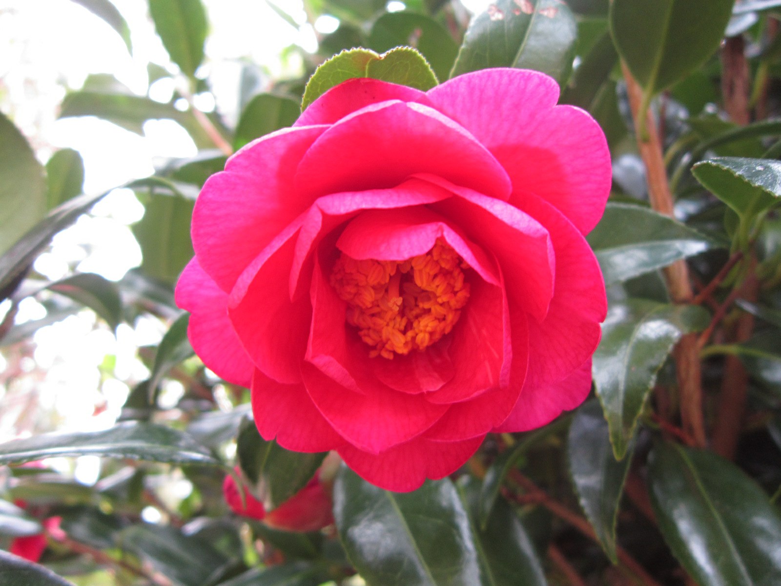 Camellia × williamsii 'Hilo'