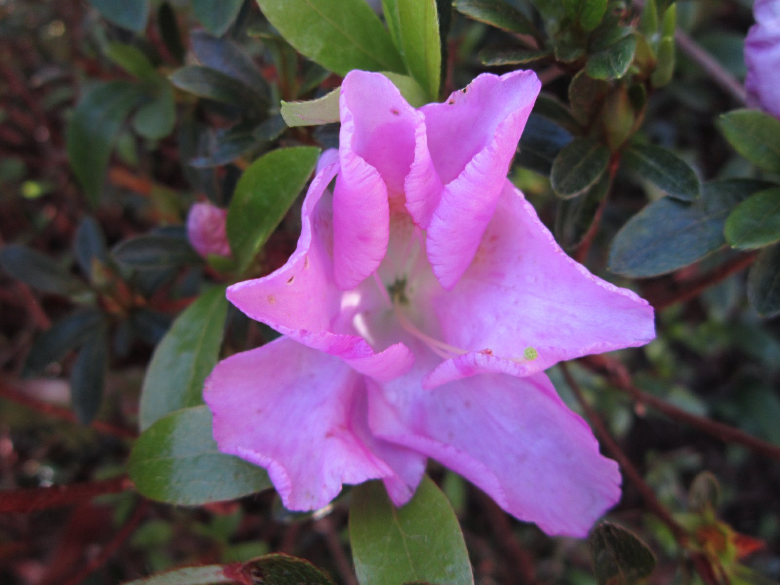 Rhododendron 'Hatsu-yuki' (Azalea)