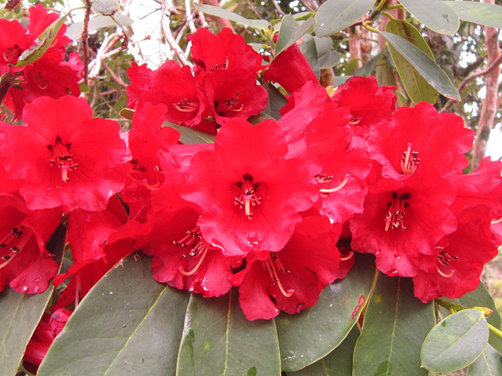 Rhododendron 'Boadicea'