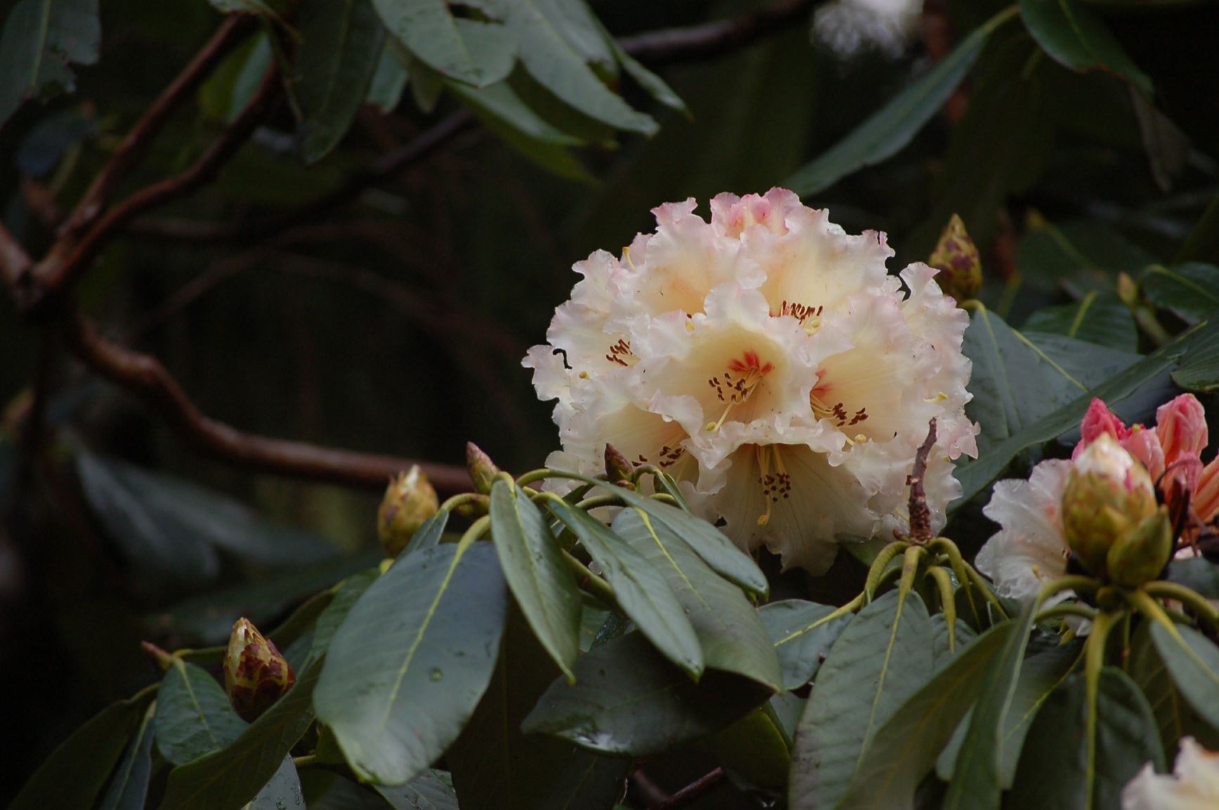 Rhododendron macabeanum ×