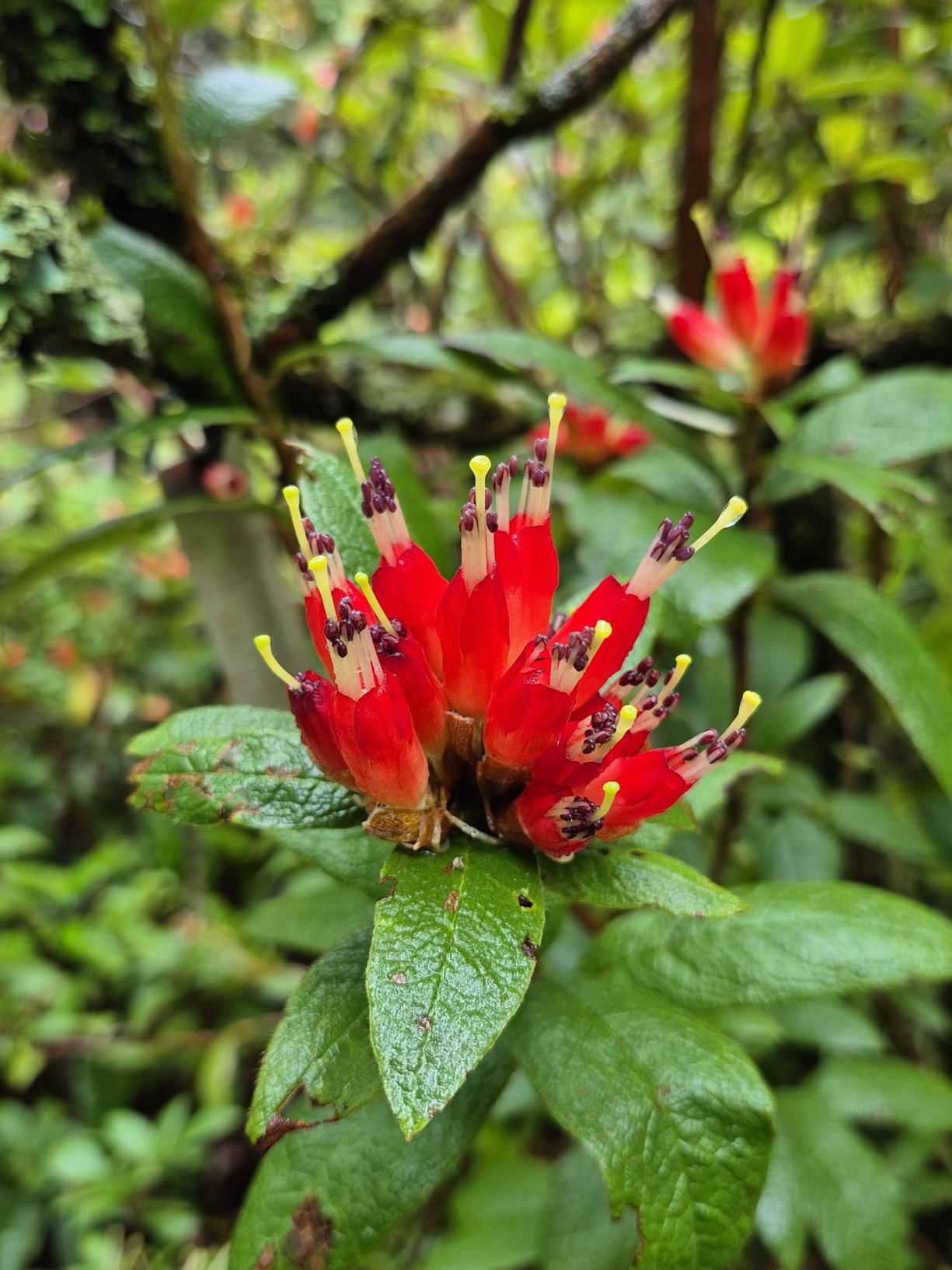 Rhododendron spinuliferum